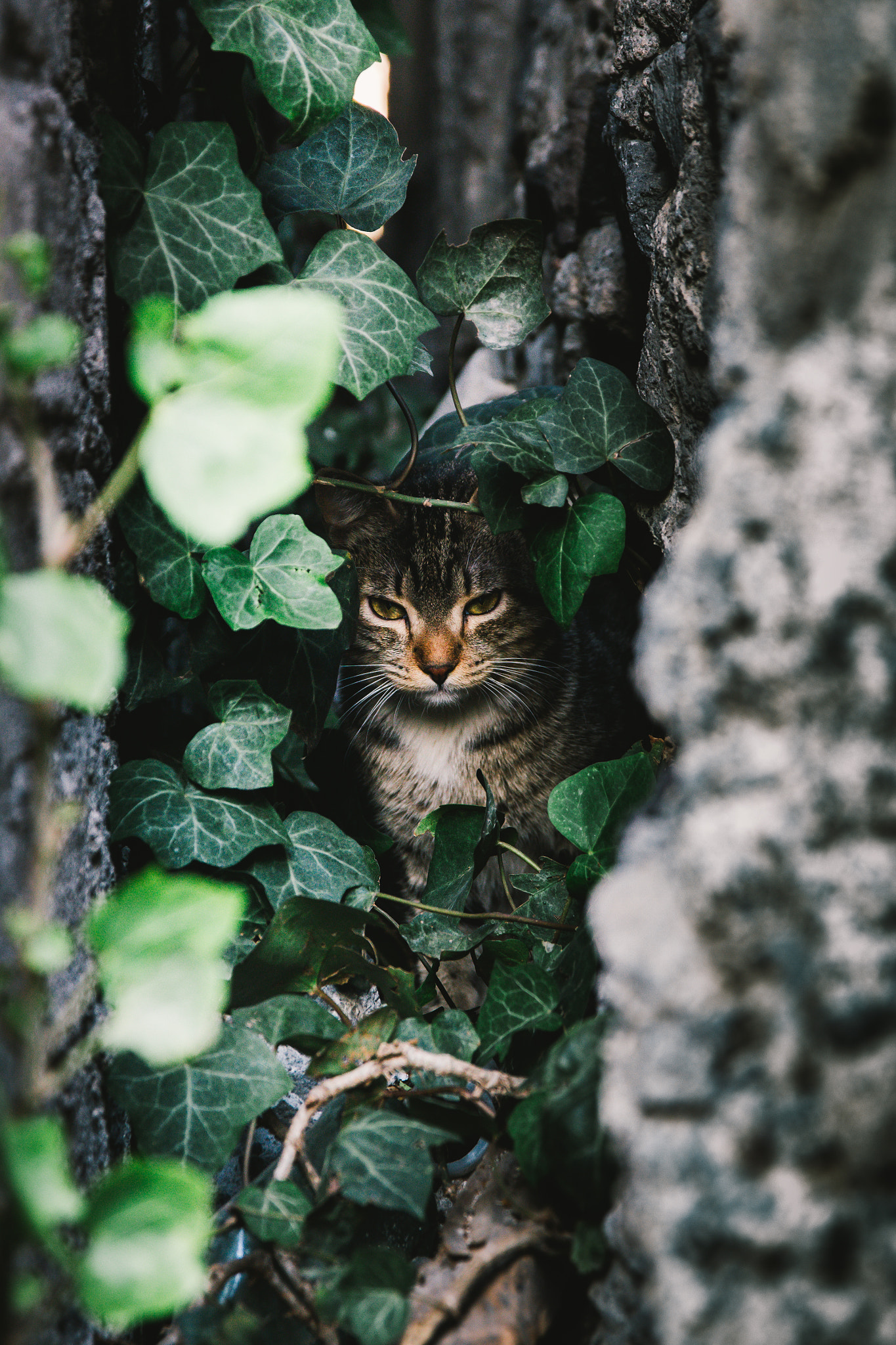 Sigma 17-70mm F2.8-4 DC Macro OS HSM sample photo. G@to triste... sad cat photography