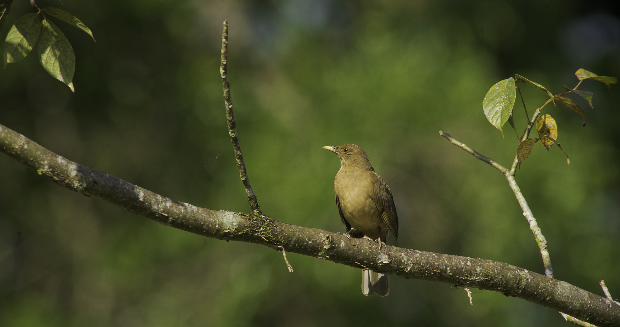 Nikon D4 + AF Zoom-Nikkor 70-210mm f/4 sample photo. Yiguirro  or a summer song photography