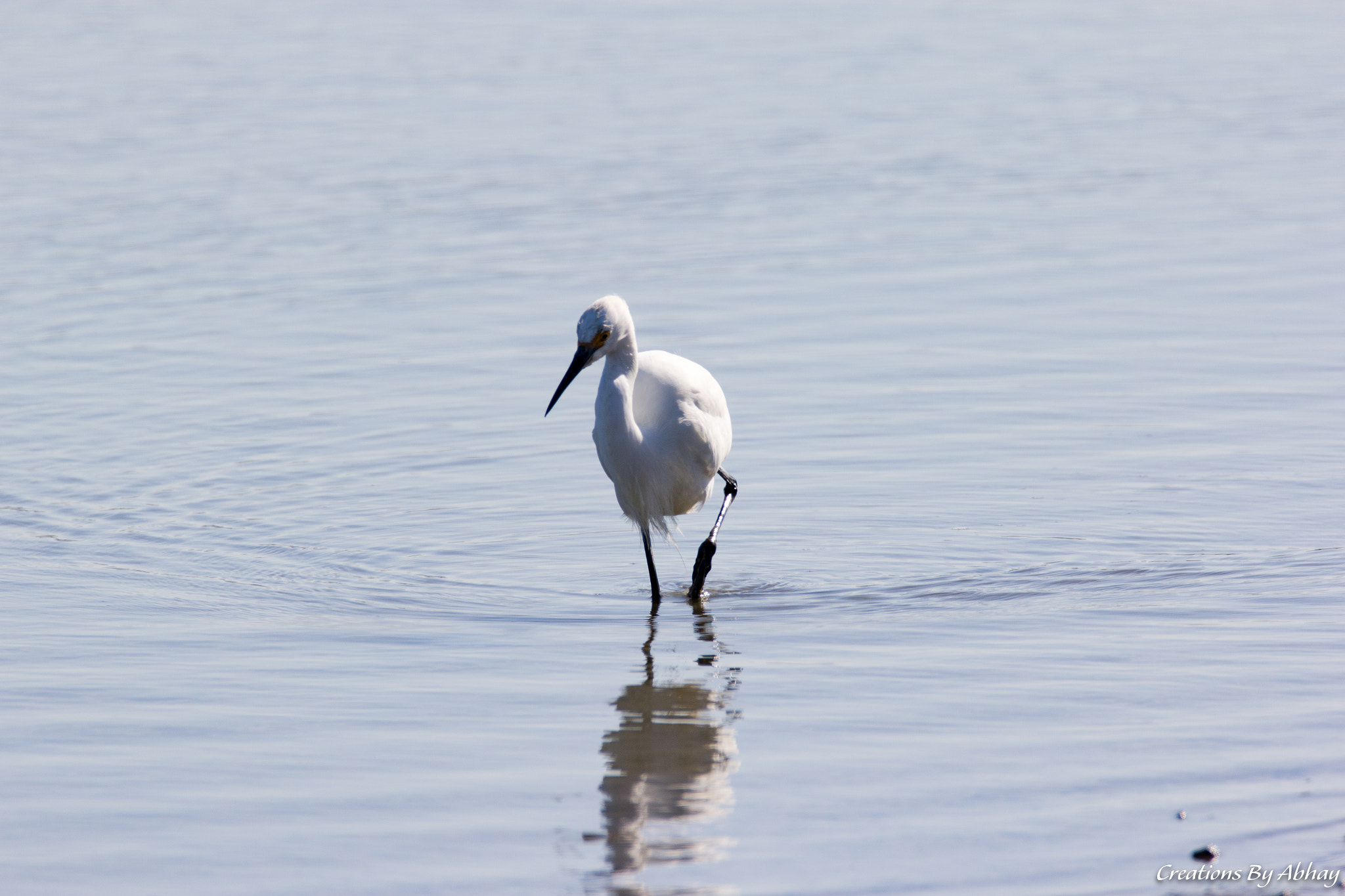Sigma 150-600mm F5-6.3 DG OS HSM | C sample photo. Egret photography