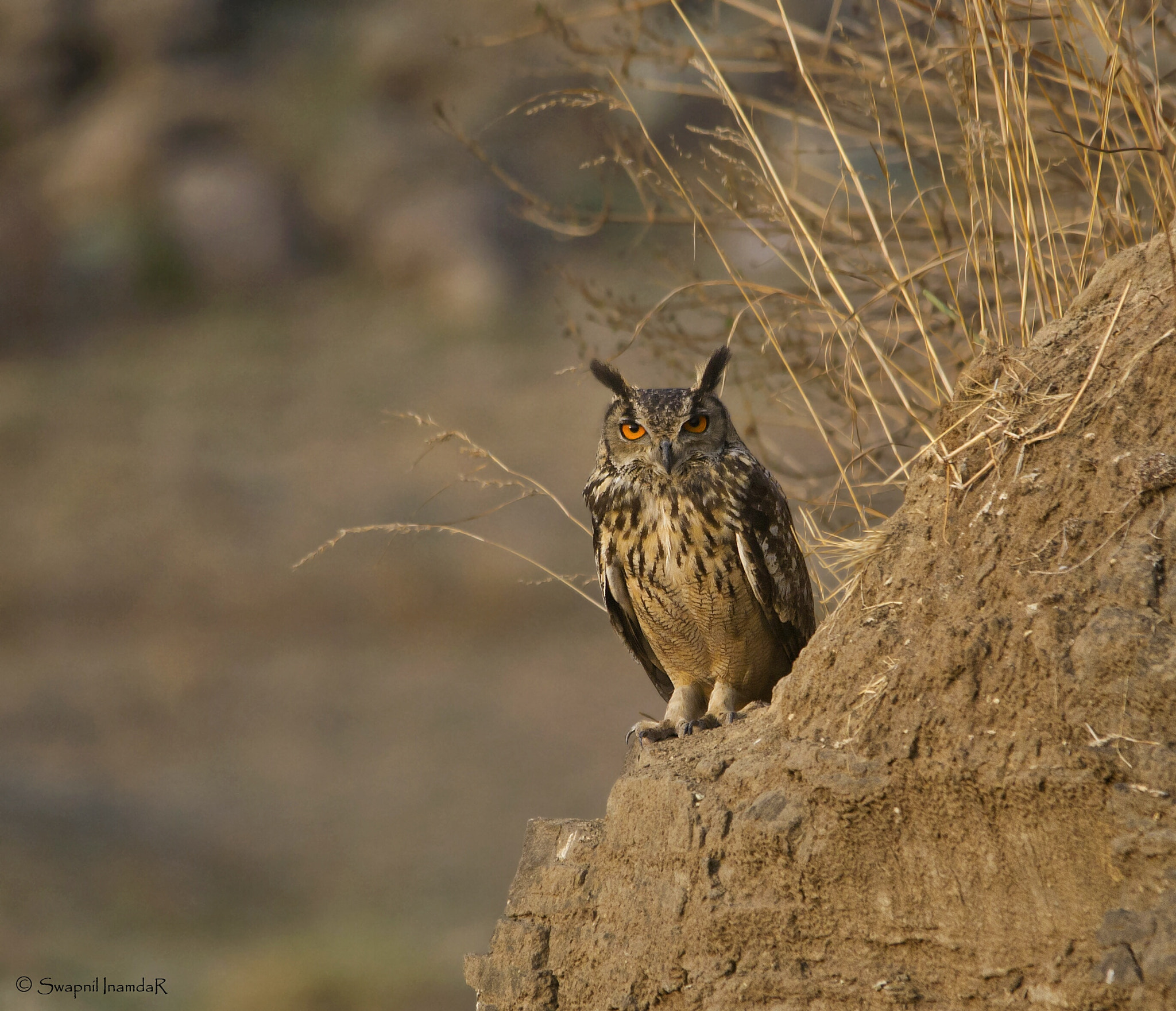 Sigma 150-500mm F5-6.3 DG OS HSM sample photo. Eagle owl photography