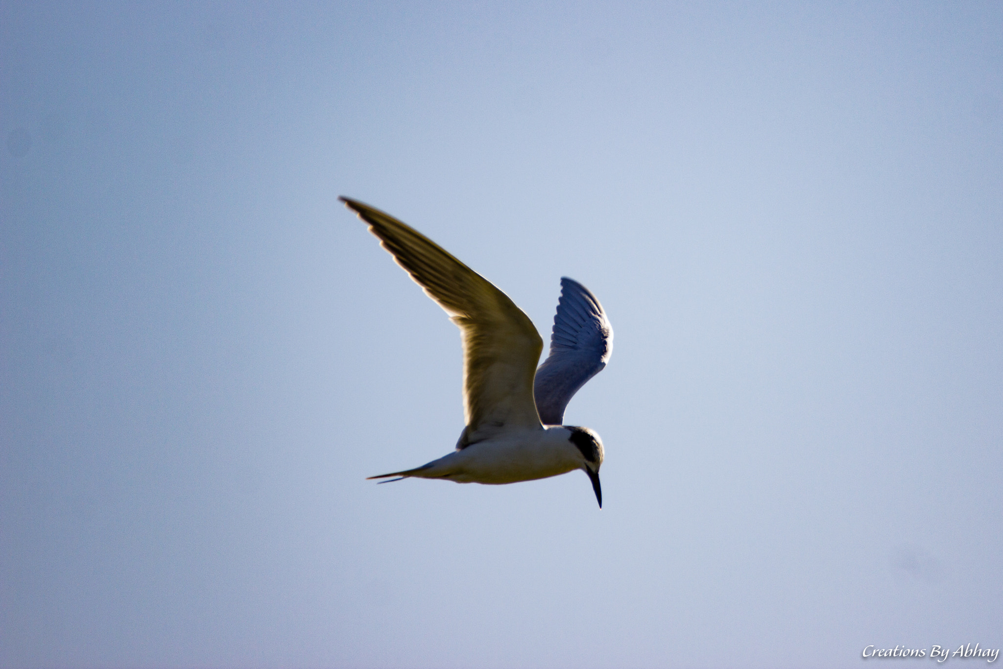 Sigma 150-600mm F5-6.3 DG OS HSM | C sample photo. Kingfisher photography