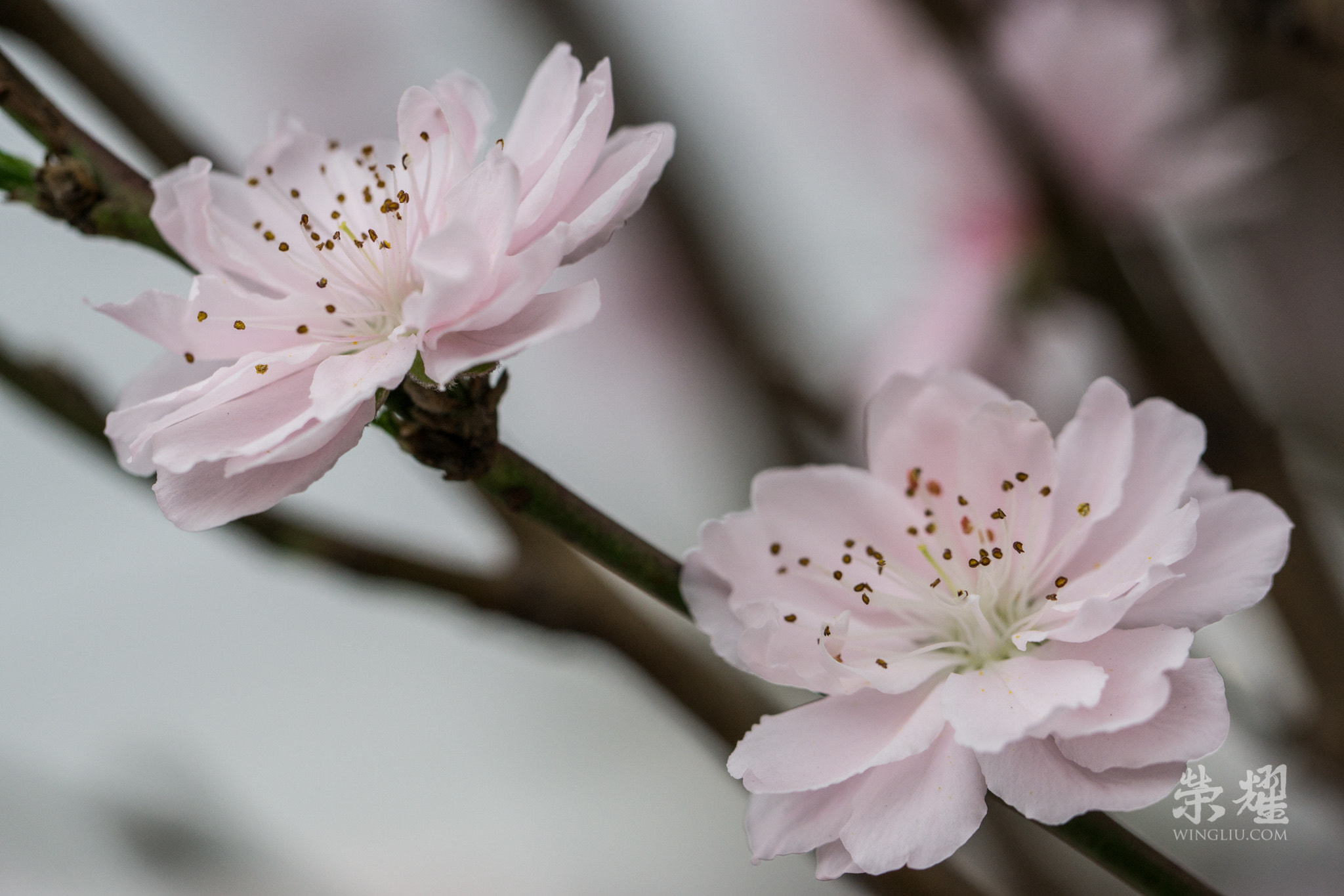 Sony a6000 + Sony 70-400mm F4-5.6 G SSM sample photo. White peach blossom iii, 2016 photography