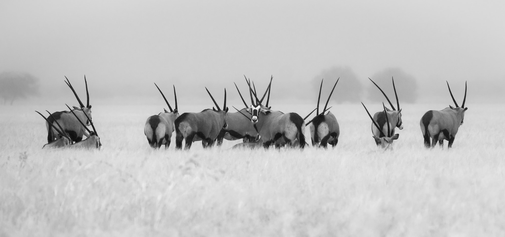 Sony ILCA-77M2 + 300mm F2.8 G sample photo. Oryx in the rain photography