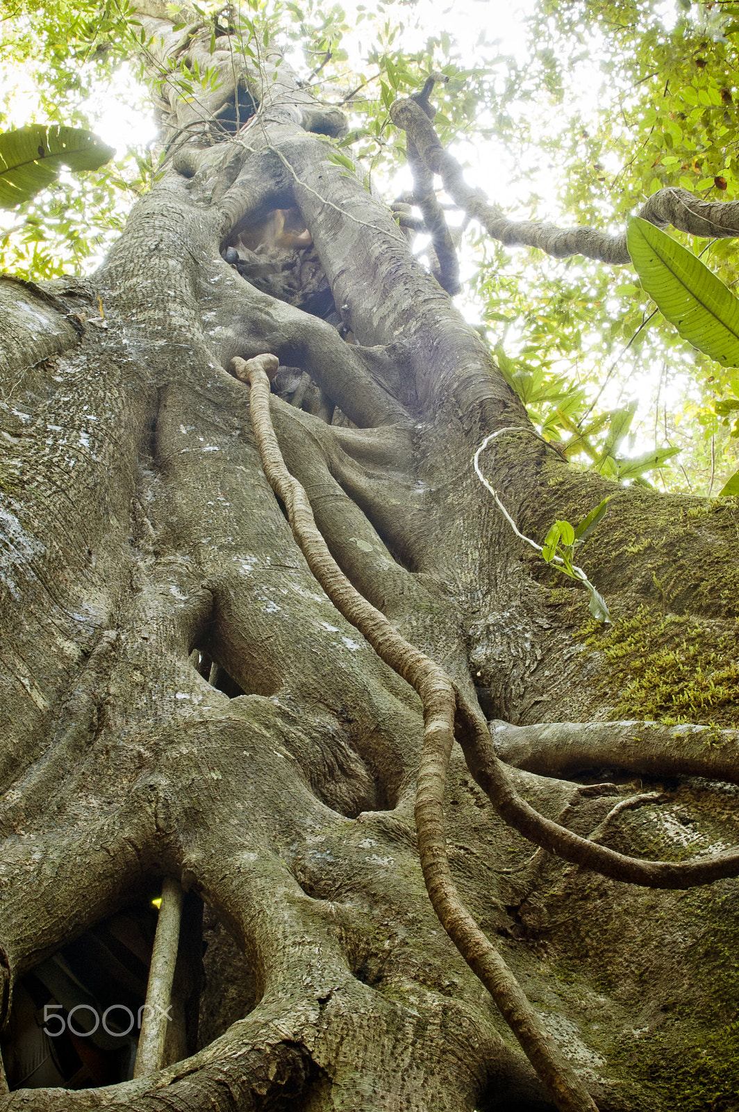 AF Zoom-Nikkor 35-80mm f/4-5.6D N sample photo. Great ficus tree in the lacandon rainforest in chiapas, mexico.  photography