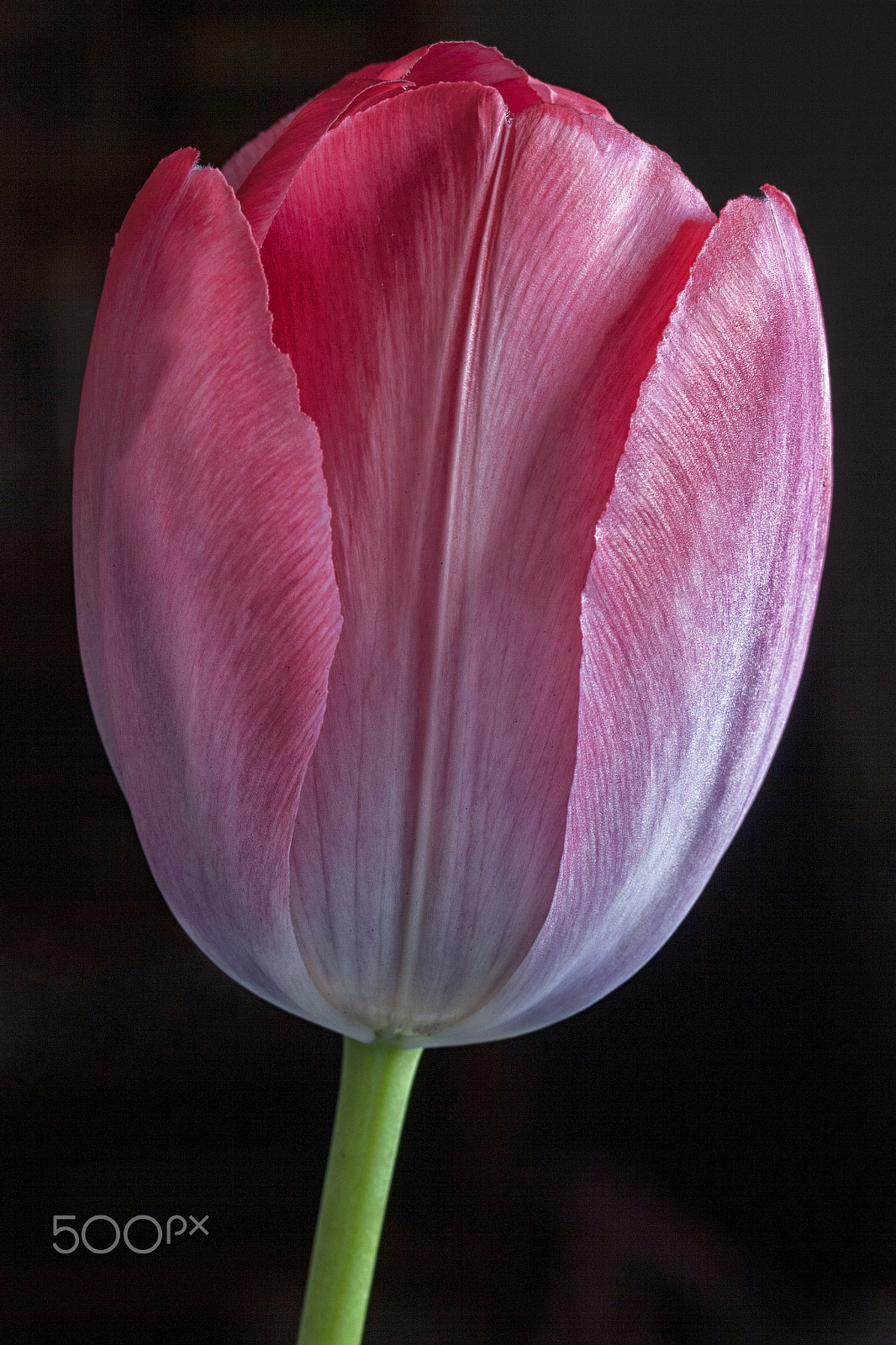 Canon EOS 30D sample photo. Tulip photography