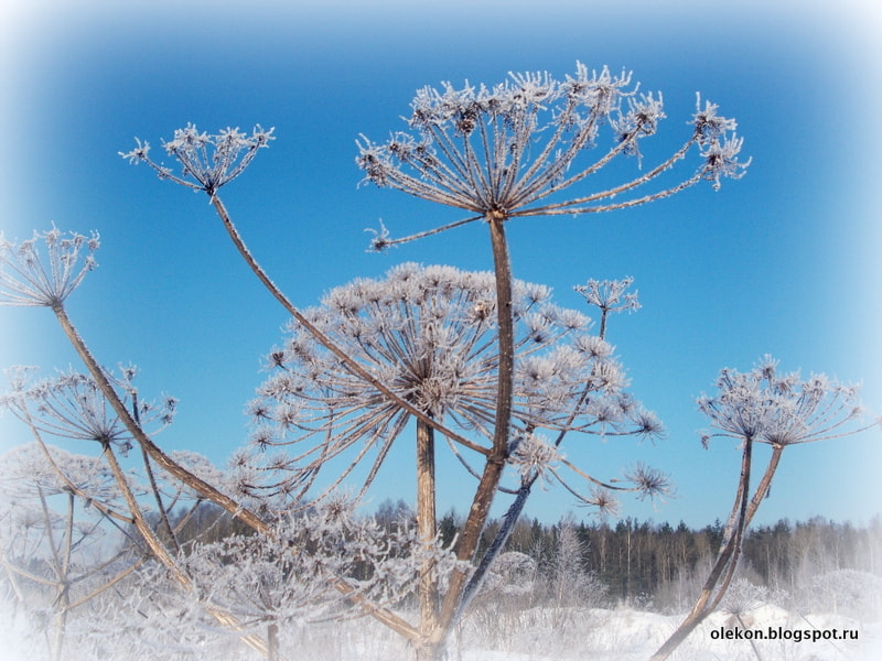 Nikon COOLPIX L25 sample photo. Winter flower dscn0883 photography
