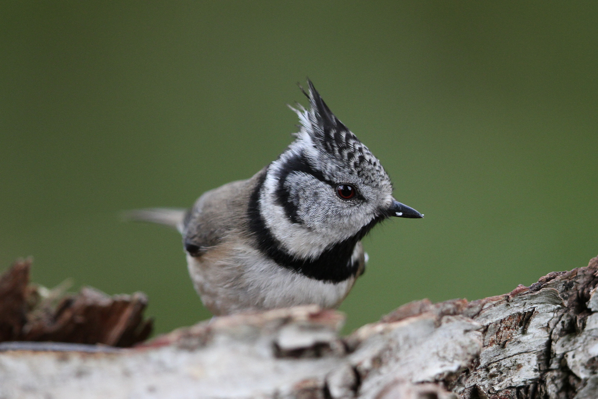 Canon EF 500mm F4L IS II USM sample photo. Crested tit photography