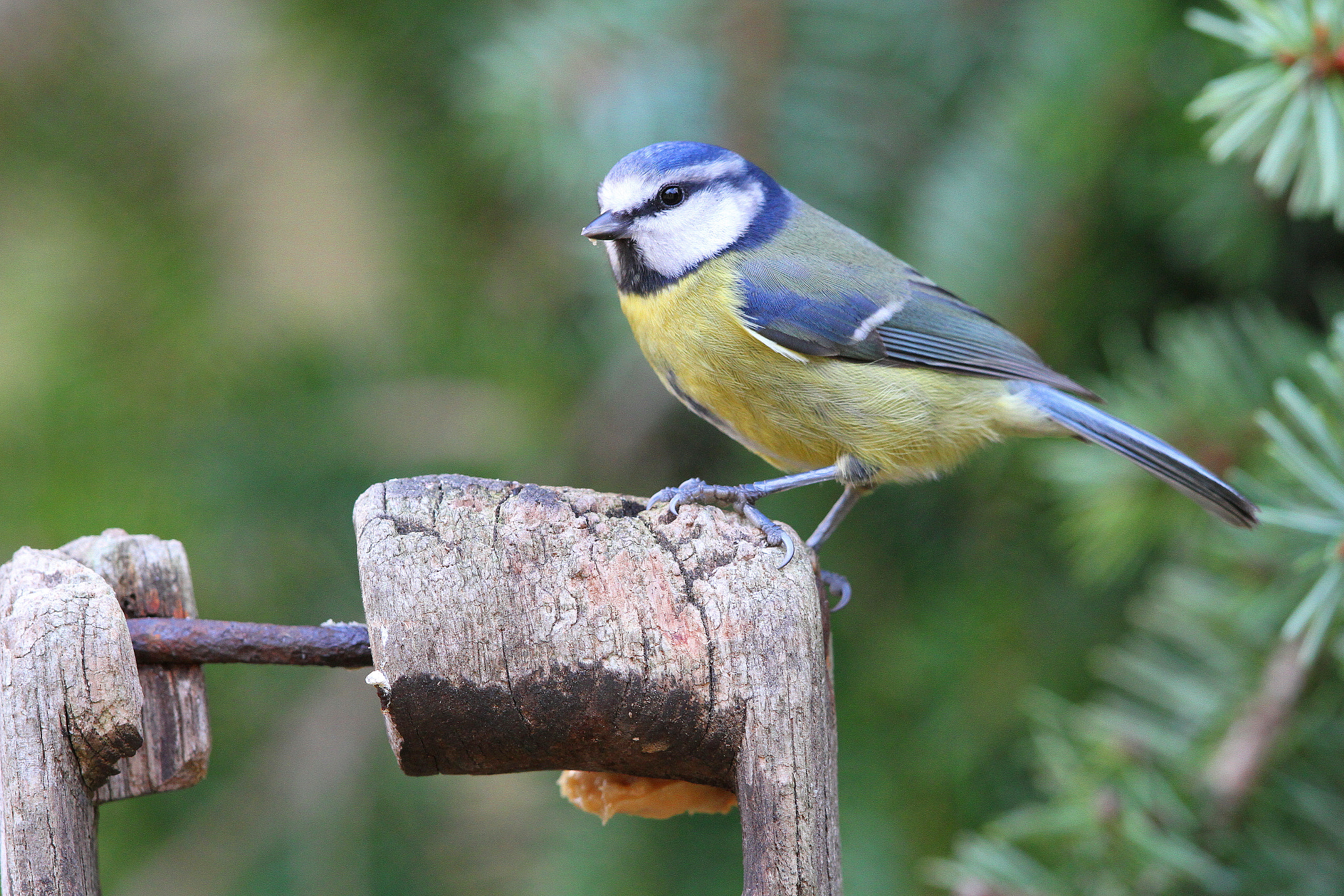 Canon EF 500mm F4L IS II USM sample photo. Blue tit photography
