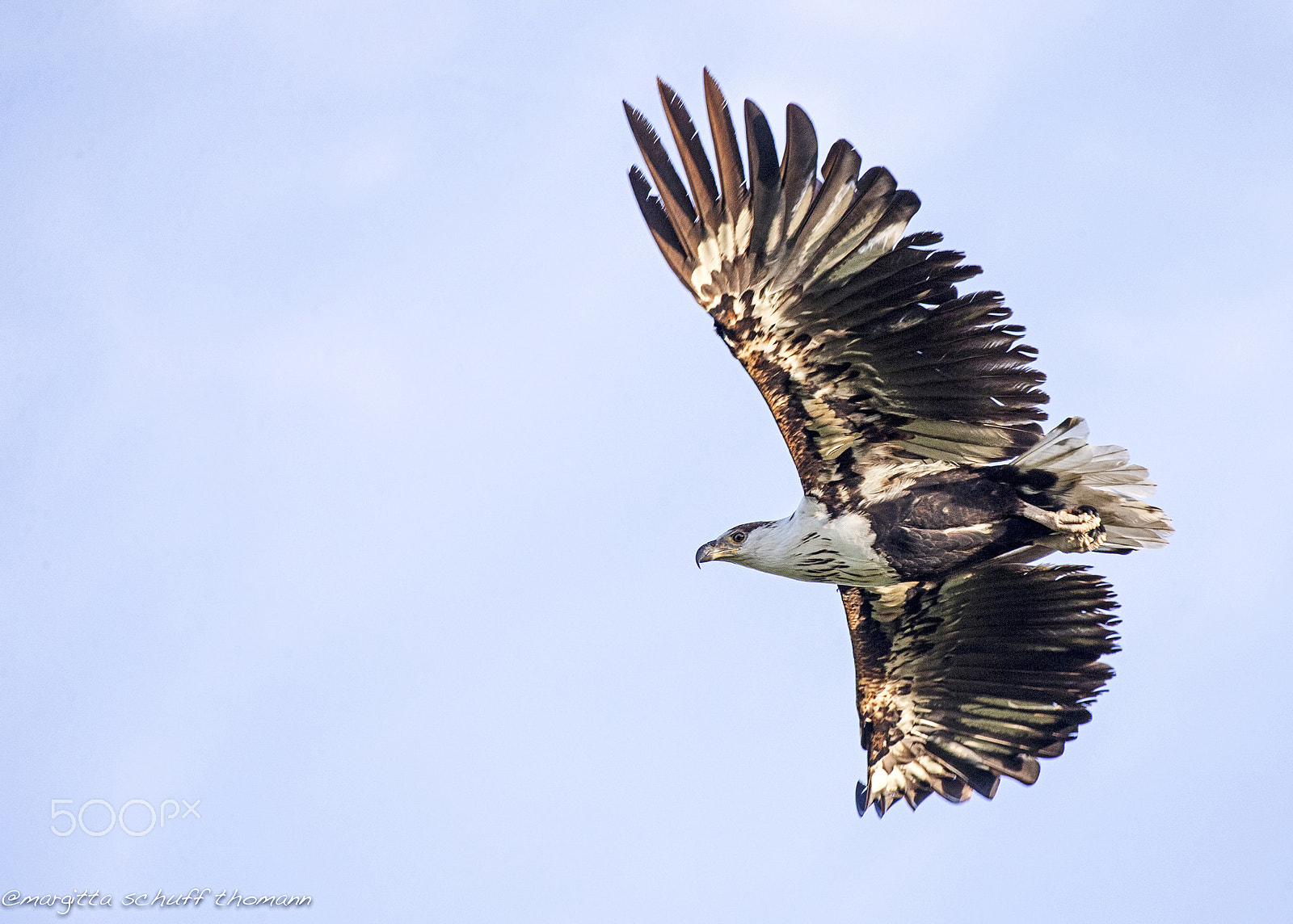 Canon EF 100-400mm F4.5-5.6L IS USM sample photo. Fisheagle .. photography