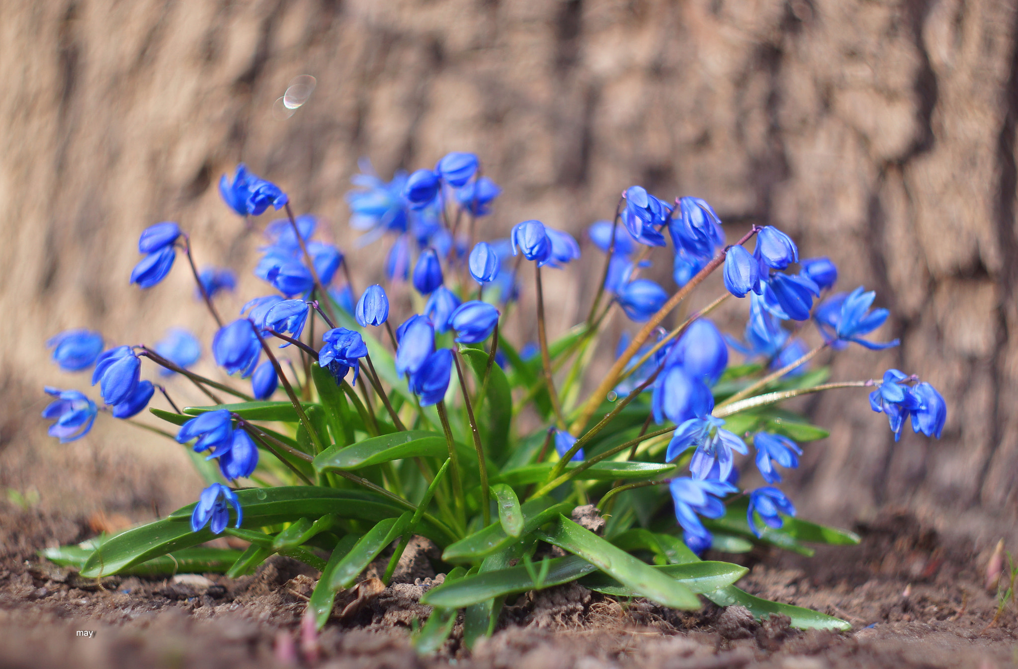 Sony SLT-A65 (SLT-A65V) + Minolta AF 50mm F1.7 sample photo. первоцвет - пролеска photography