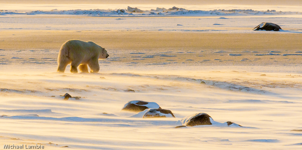 Canon EOS-1D Mark III + Canon EF 400mm F2.8L IS USM sample photo. Lord of the tundra photography