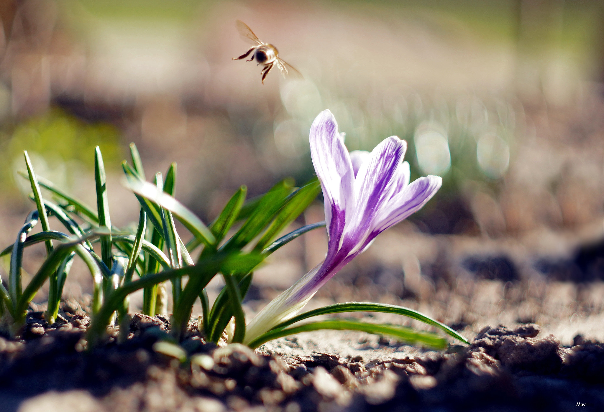 Sony SLT-A65 (SLT-A65V) + Minolta AF 50mm F1.7 sample photo. жизнь продолжается ) photography