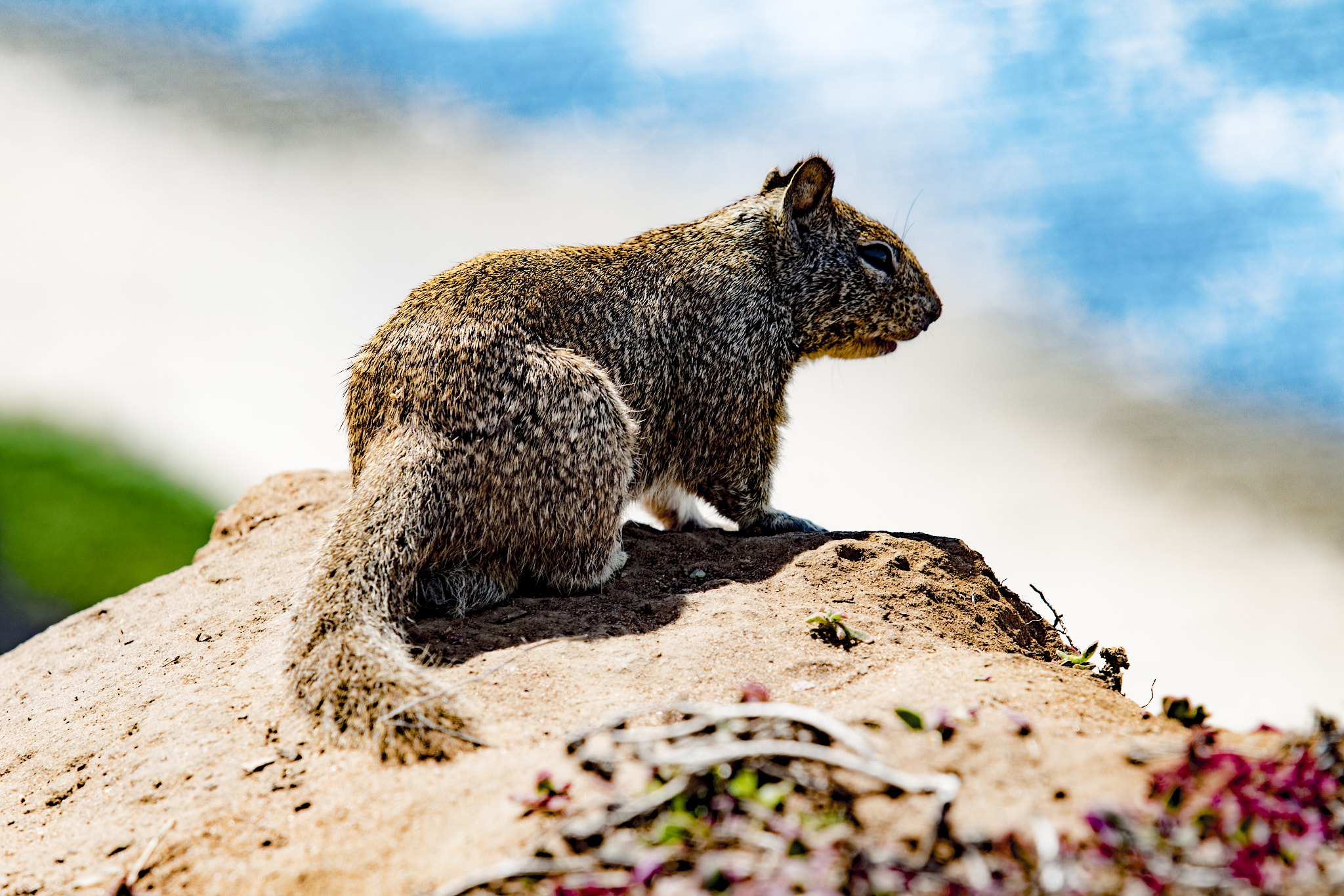 Sony a7R II + Canon EF 70-200mm F2.8L USM sample photo. Squirrel?! photography