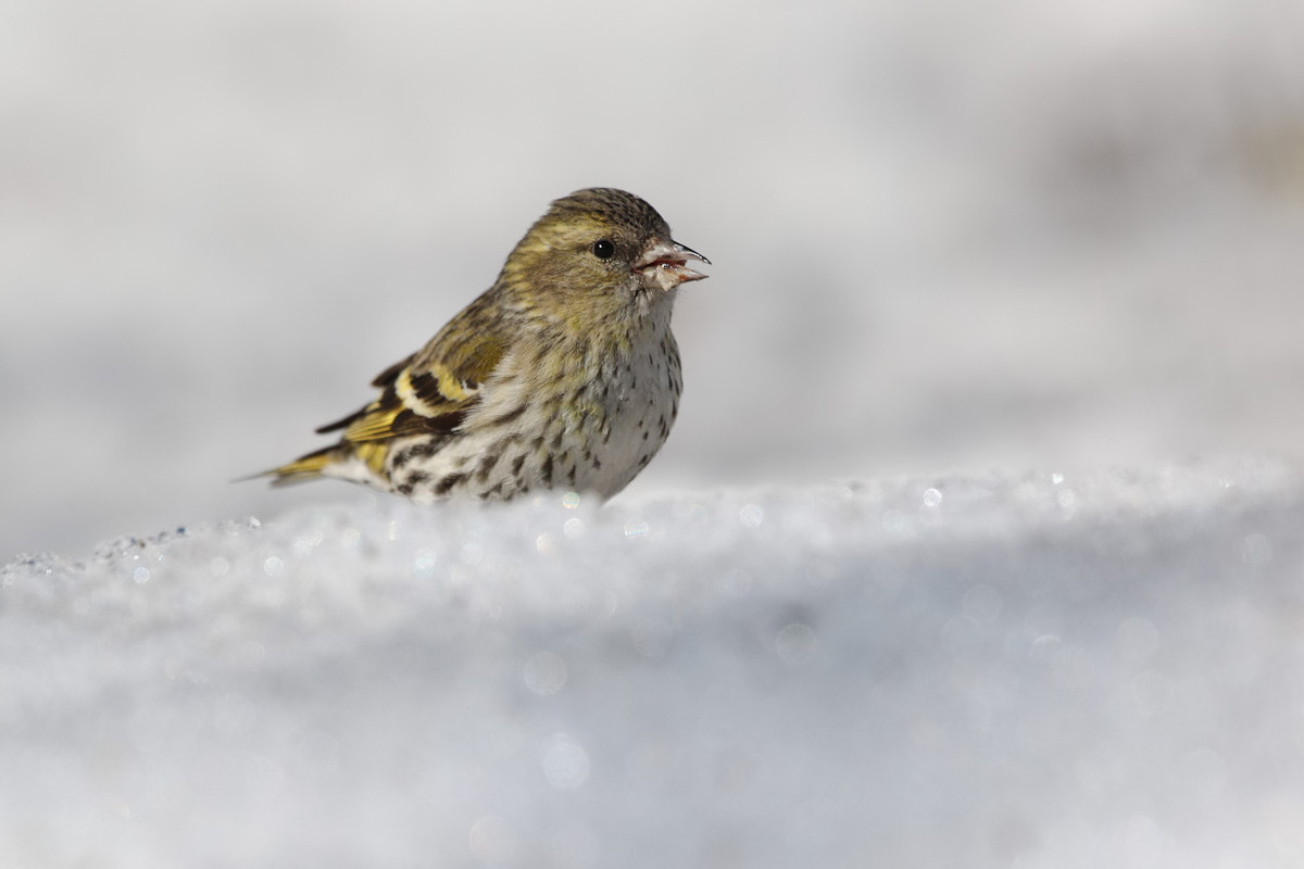 Canon EF 300mm F2.8L IS II USM sample photo. Missis siskin photography