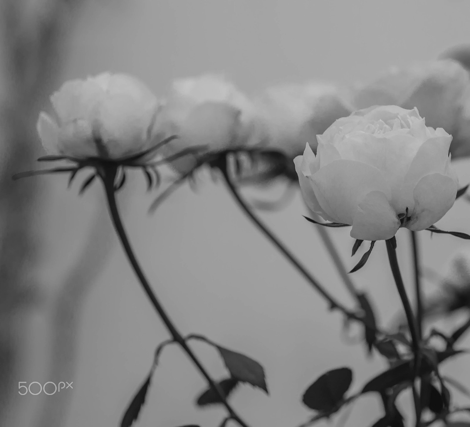Nikon D750 + AF Micro-Nikkor 60mm f/2.8 sample photo. Rose photography