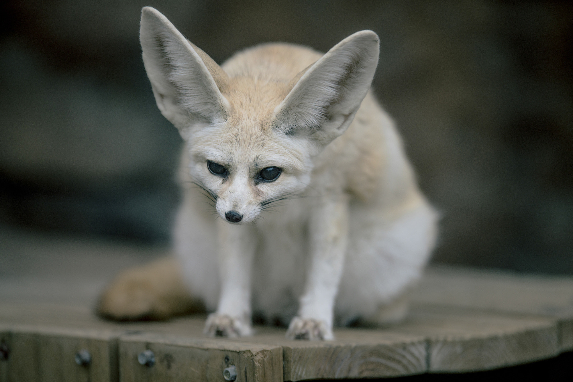 300mm F2.8 G sample photo. Fennec fox photography