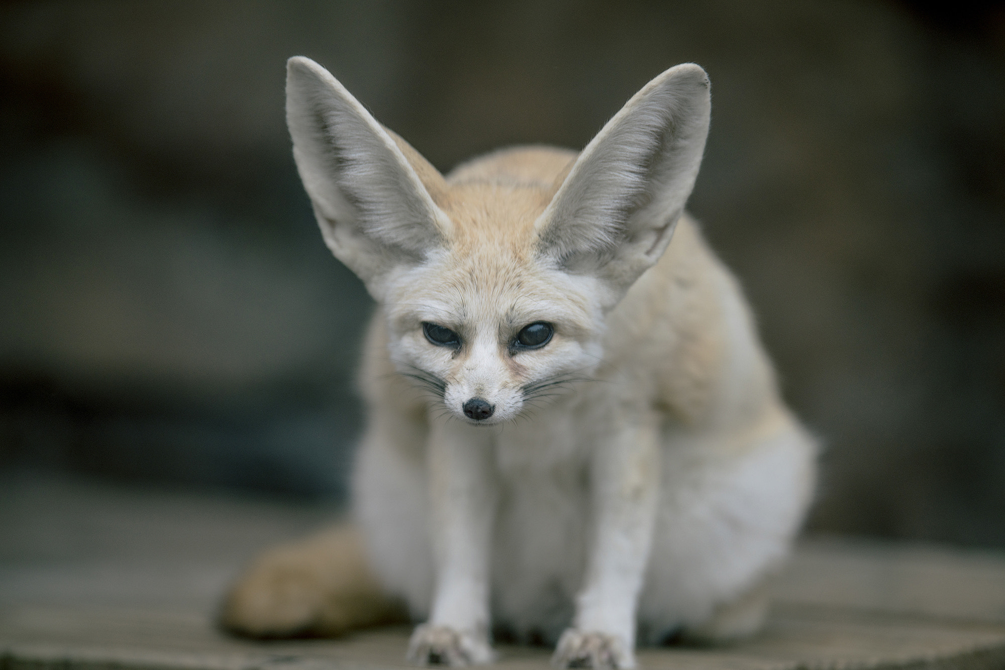 300mm F2.8 G sample photo. Fennec fox photography