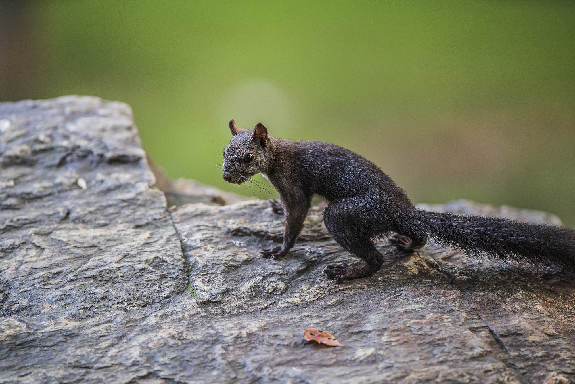 300mm F2.8 G sample photo. Squirrel photography