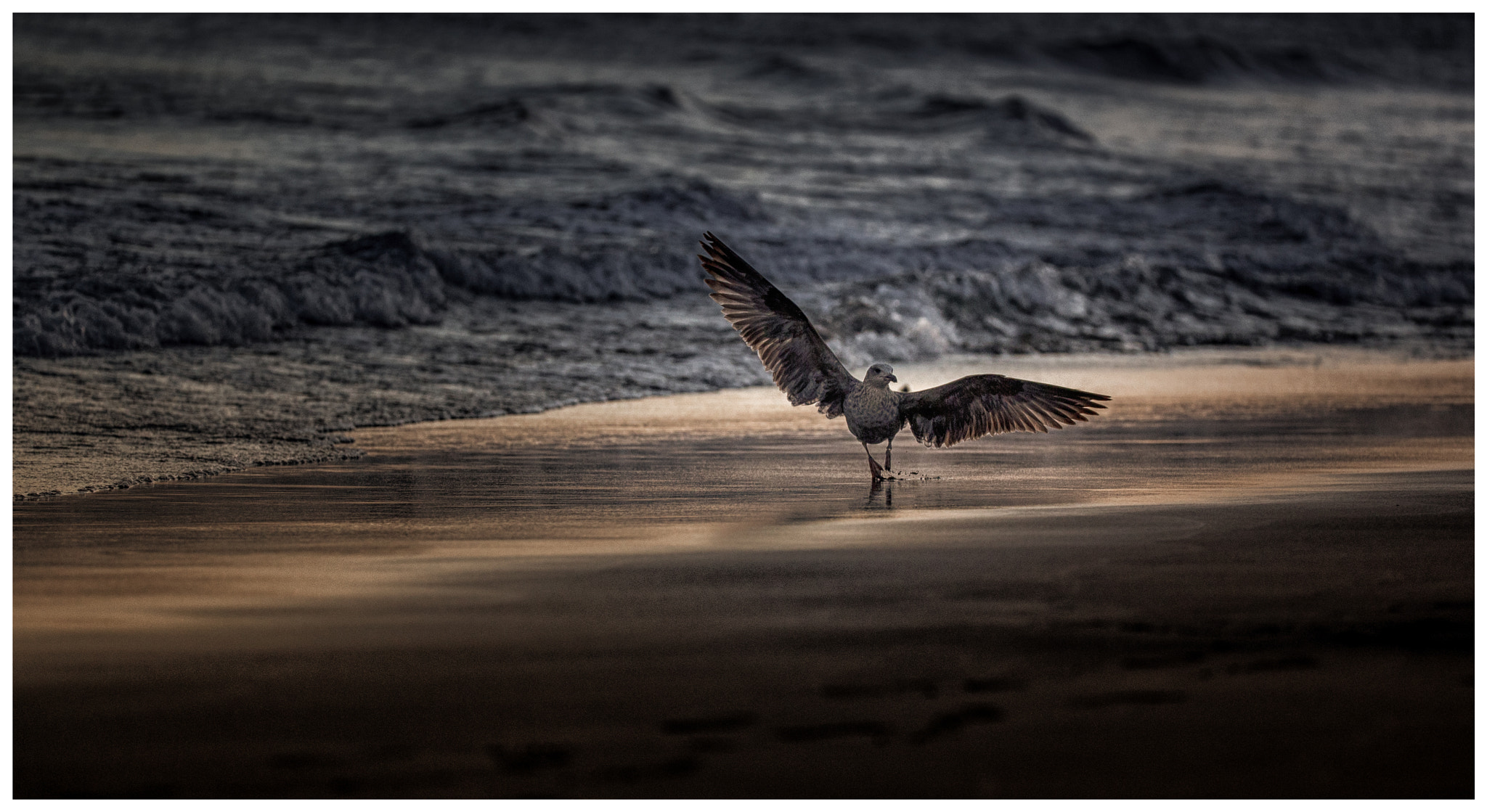 Canon EOS 6D sample photo. Seagull on playa grande photography