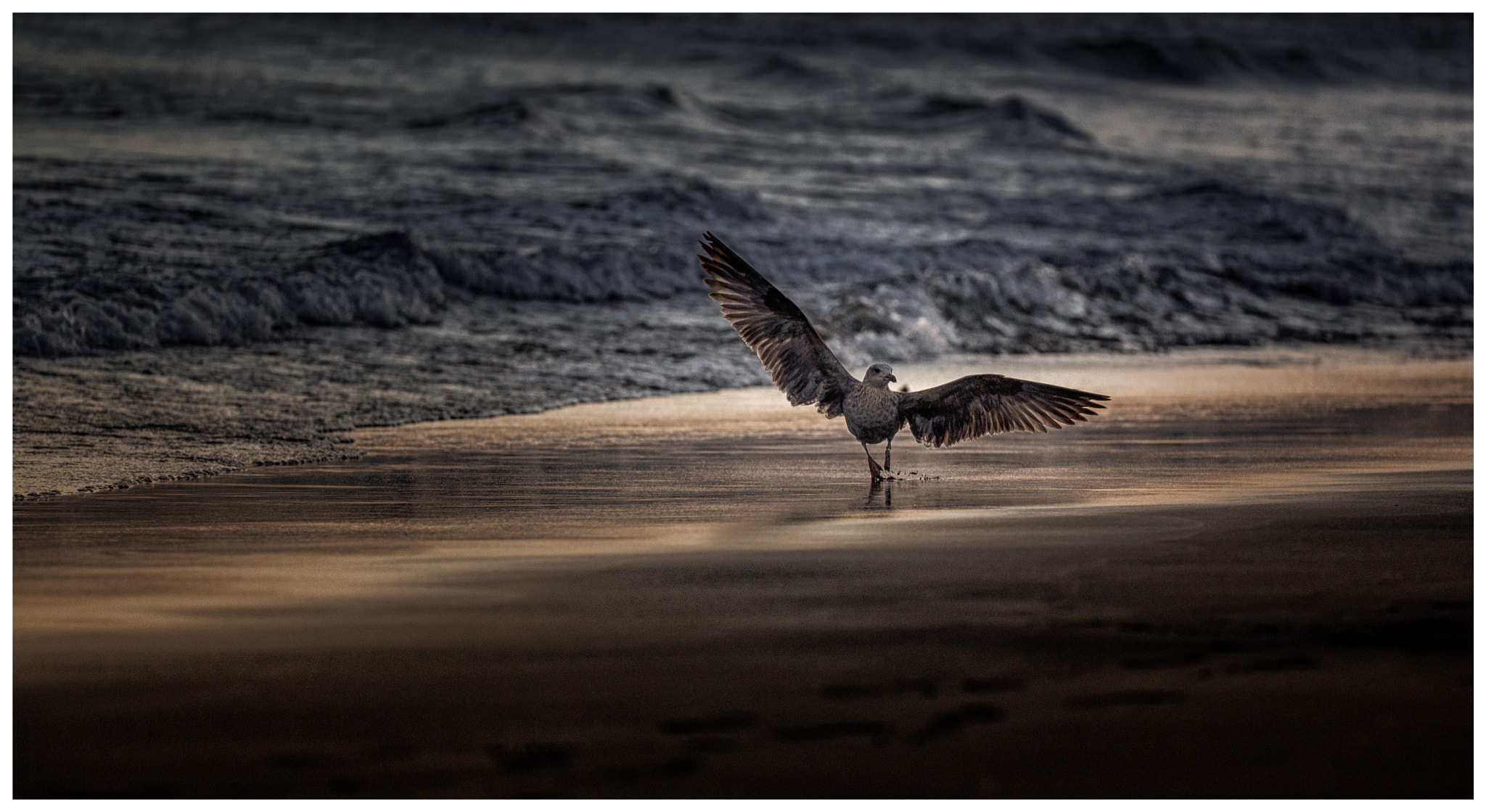 Sigma 150mm f/2.8 EX DG OS HSM APO Macro sample photo. Seagull on playa grande photography