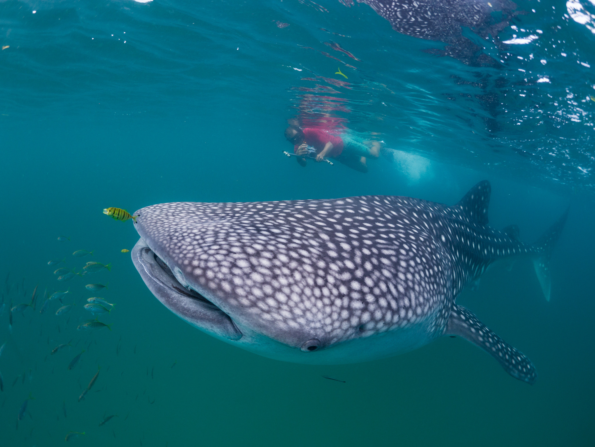 Panasonic Lumix DMC-GX1 + LUMIX G FISHEYE 8/F3.5 sample photo. Whale shark & marine biologist photography