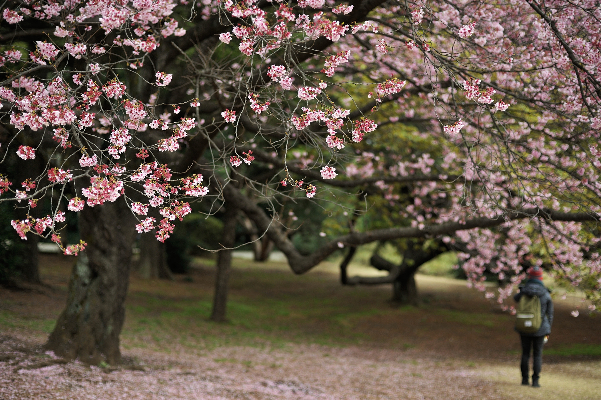 Nikon D700 + Voigtlander Nokton 58mm F1.4 SLII sample photo. Under the spreading cherry-blossom tree photography