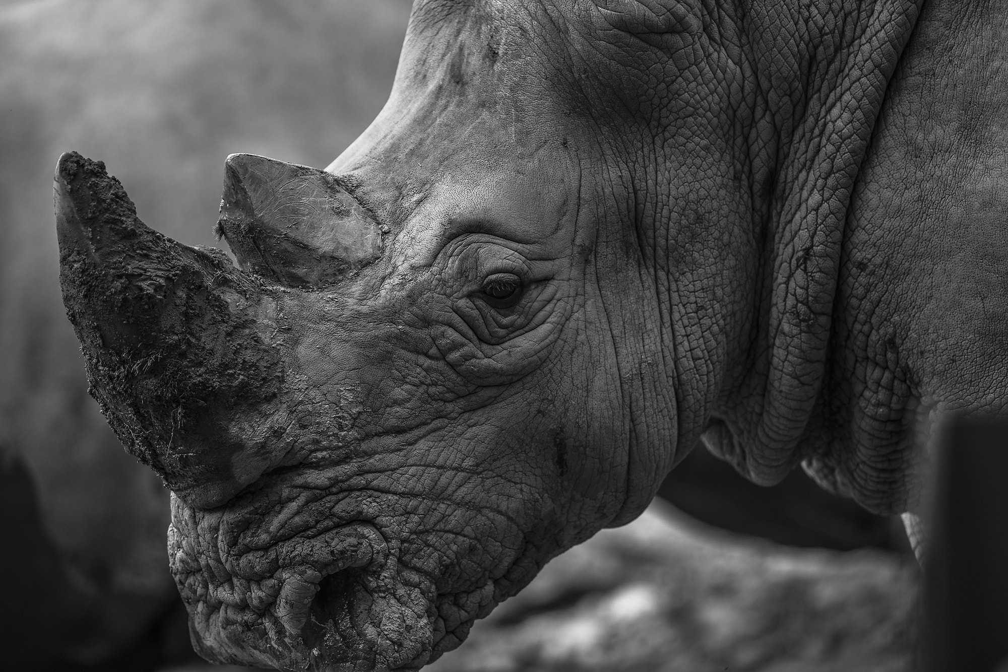 300mm F2.8 G sample photo. Rhino photography