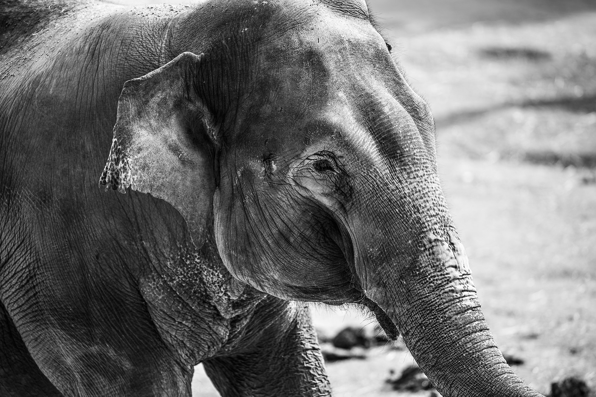 300mm F2.8 G sample photo. Elephant photography