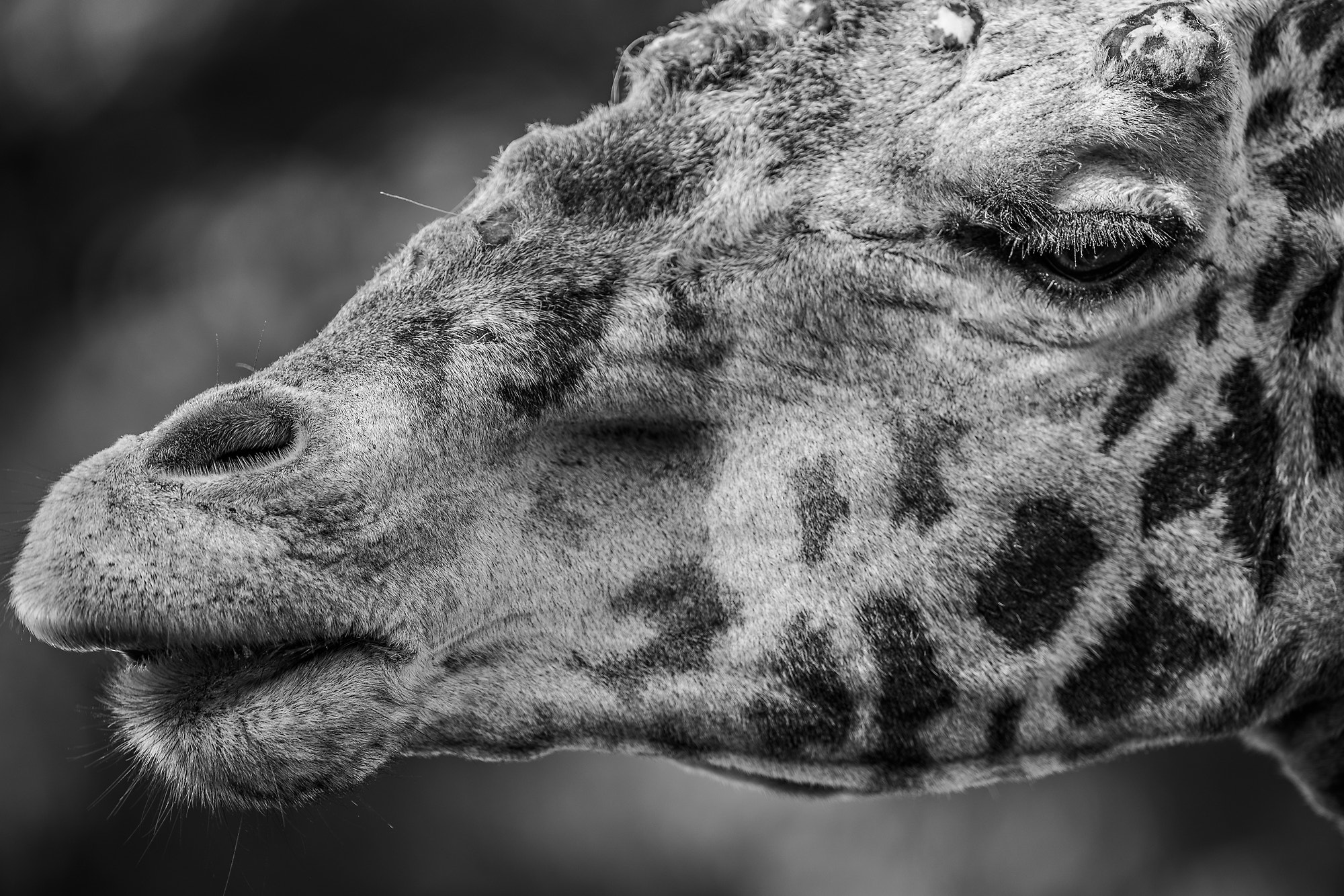 300mm F2.8 G sample photo. Giraffe photography