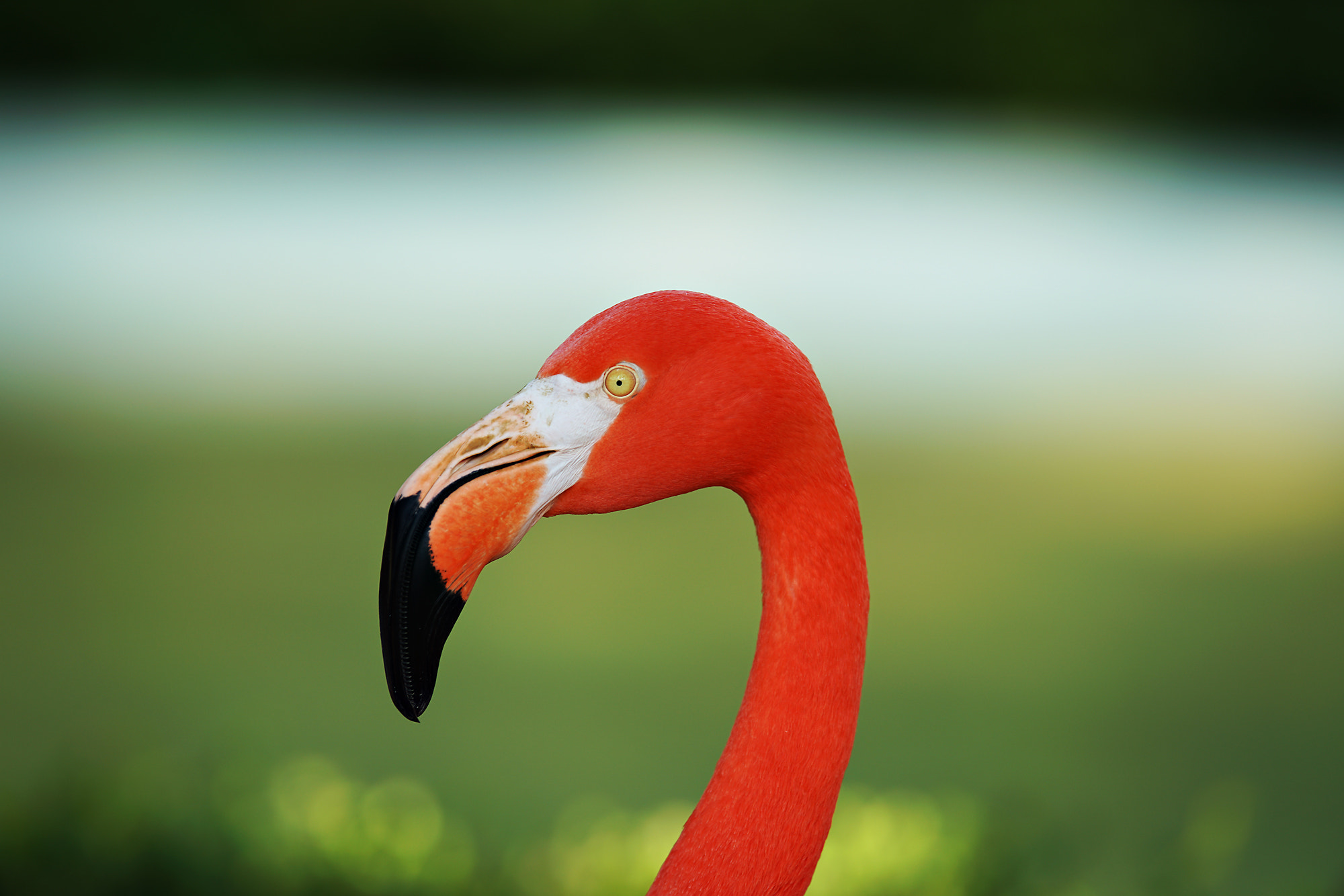 300mm F2.8 G sample photo. Flamingo photography