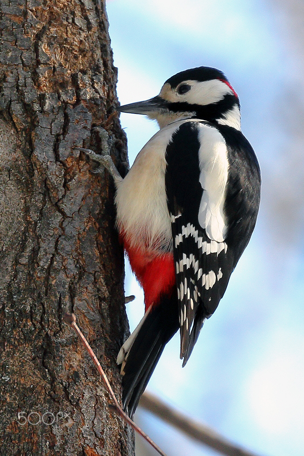 Canon EF 70-300mm F4-5.6L IS USM sample photo. Woodpecker photography