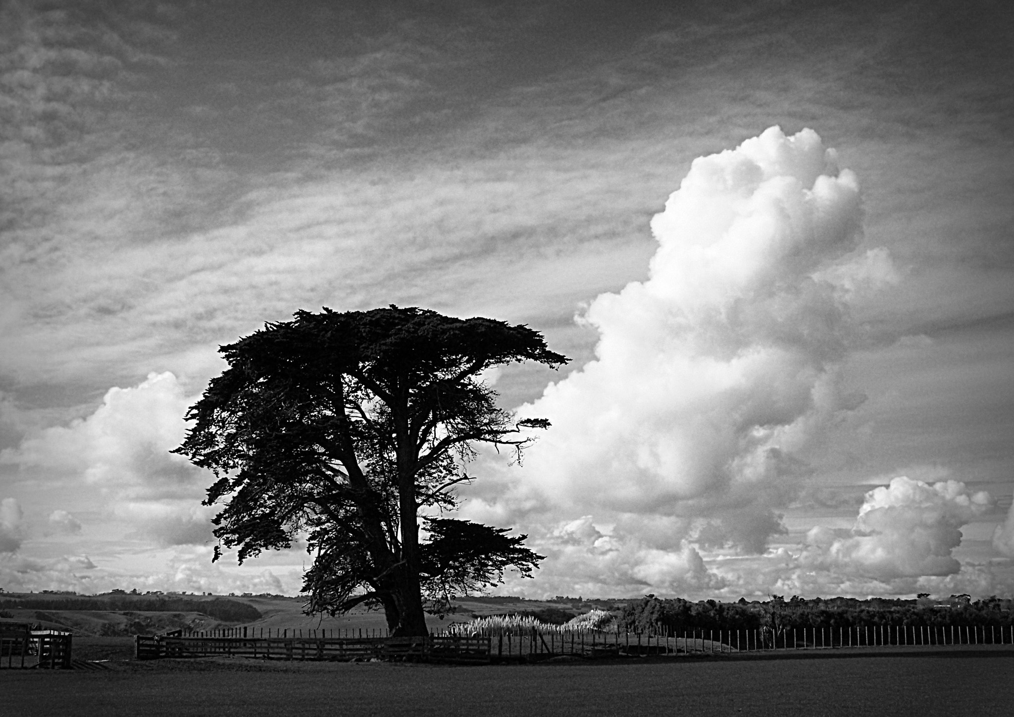 Kodak Z812 IS ZOOM DIGITAL CAMERA sample photo. Tree with cloud photography