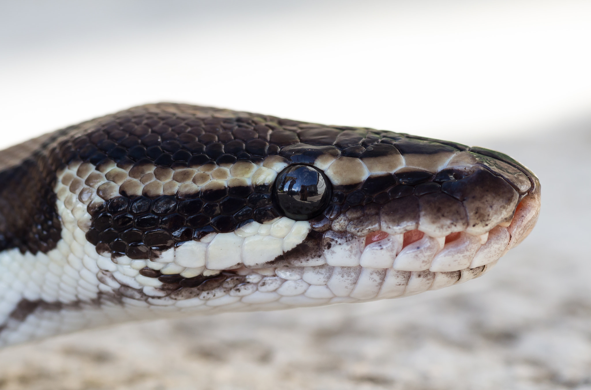 Canon EOS 650D (EOS Rebel T4i / EOS Kiss X6i) + Tamron SP AF 90mm F2.8 Di Macro sample photo. Python photography