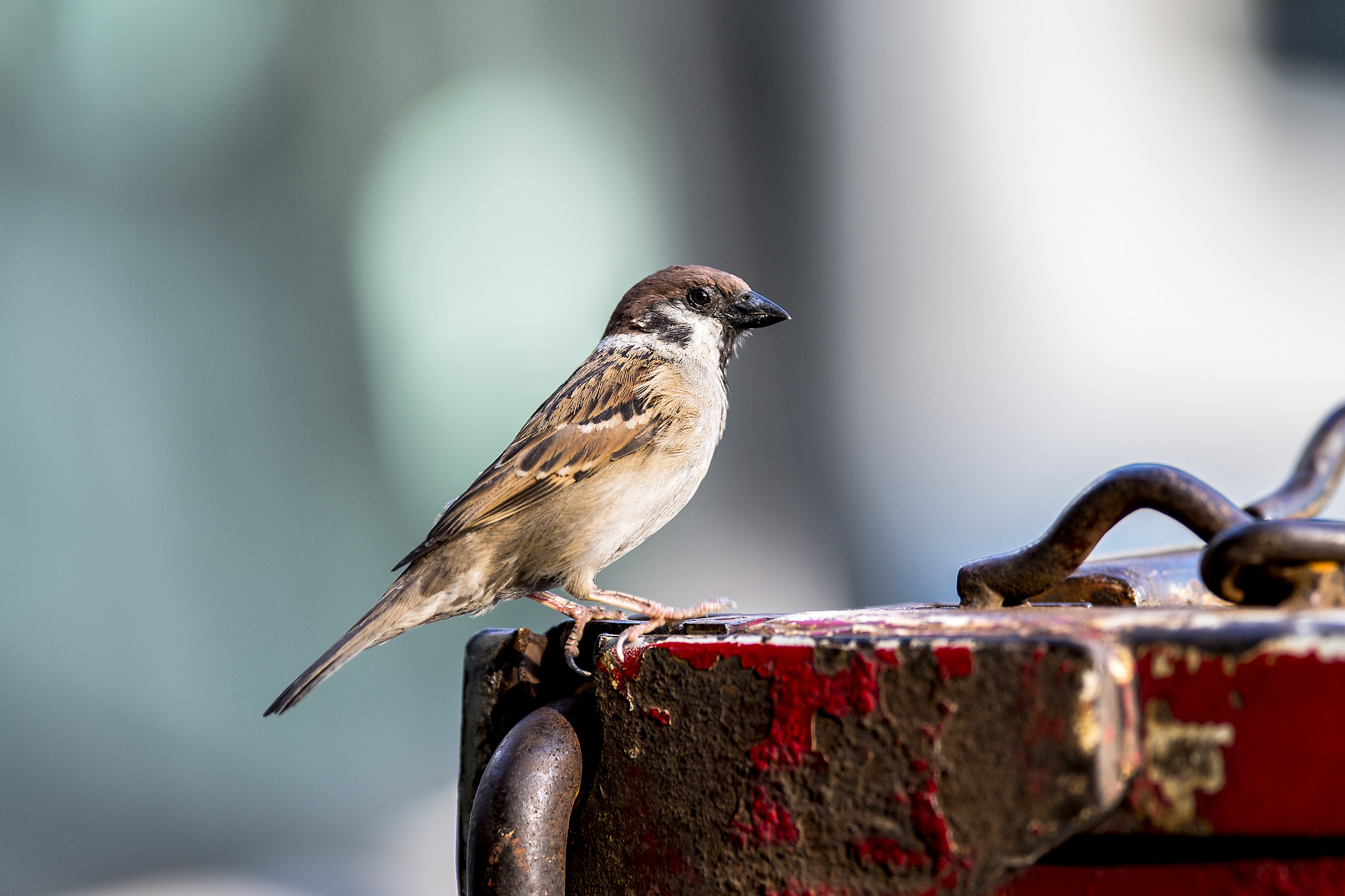 Sony a99 II + 300mm F2.8 G sample photo. Sparrow photography