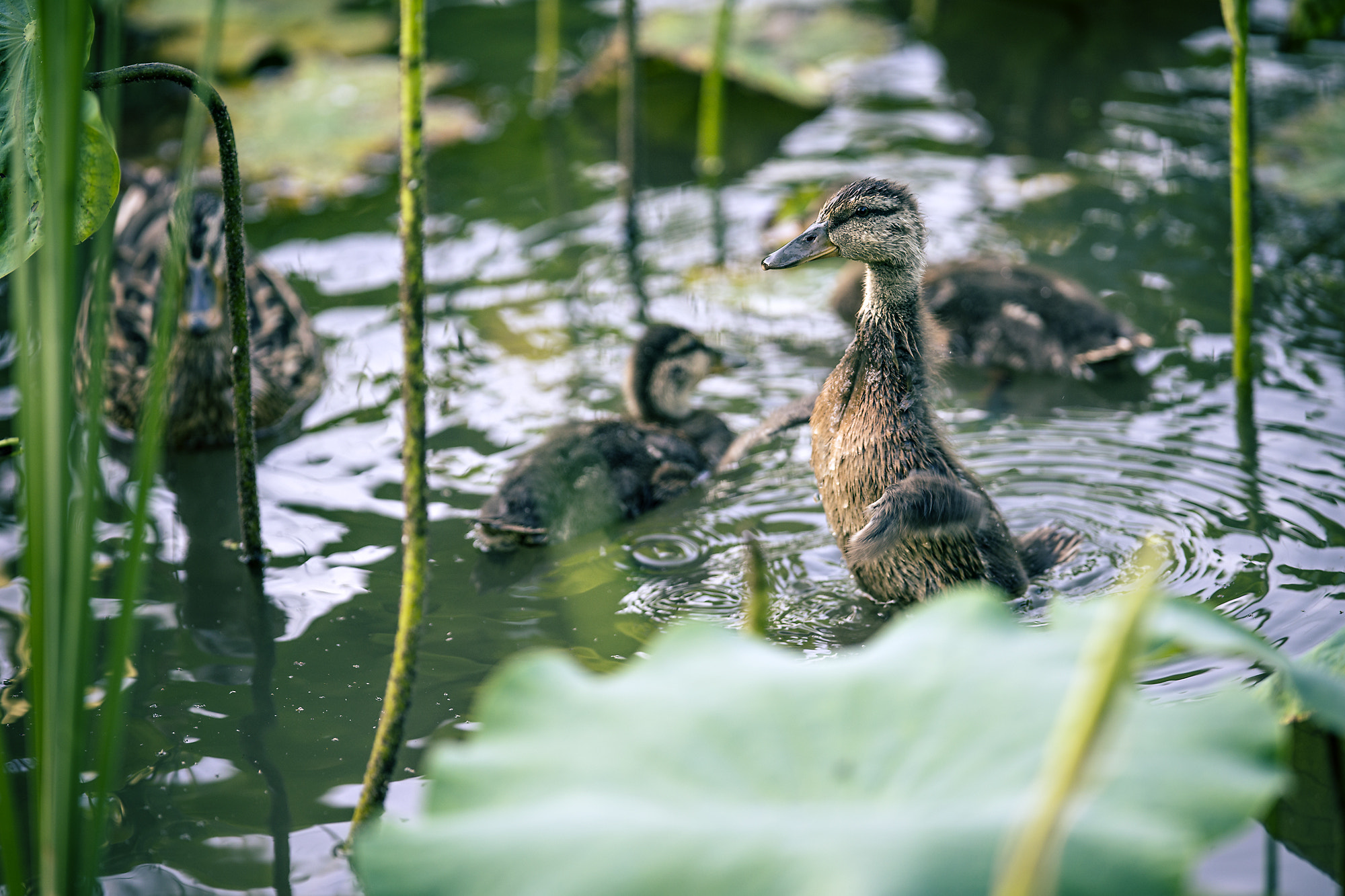 Sony a99 II + 300mm F2.8 G sample photo. Duck photography