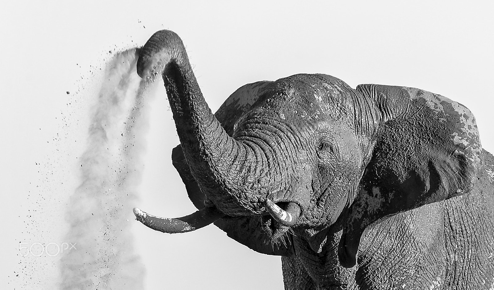 Nikon AF-S Nikkor 200-400mm F4G ED-IF VR sample photo. Elephant taking a dustbath iv /b&w photography