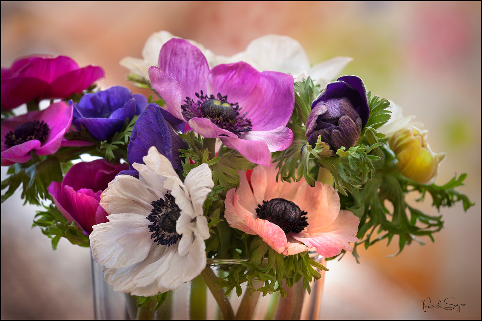 Canon EOS-1Ds Mark III sample photo. Anemones photography