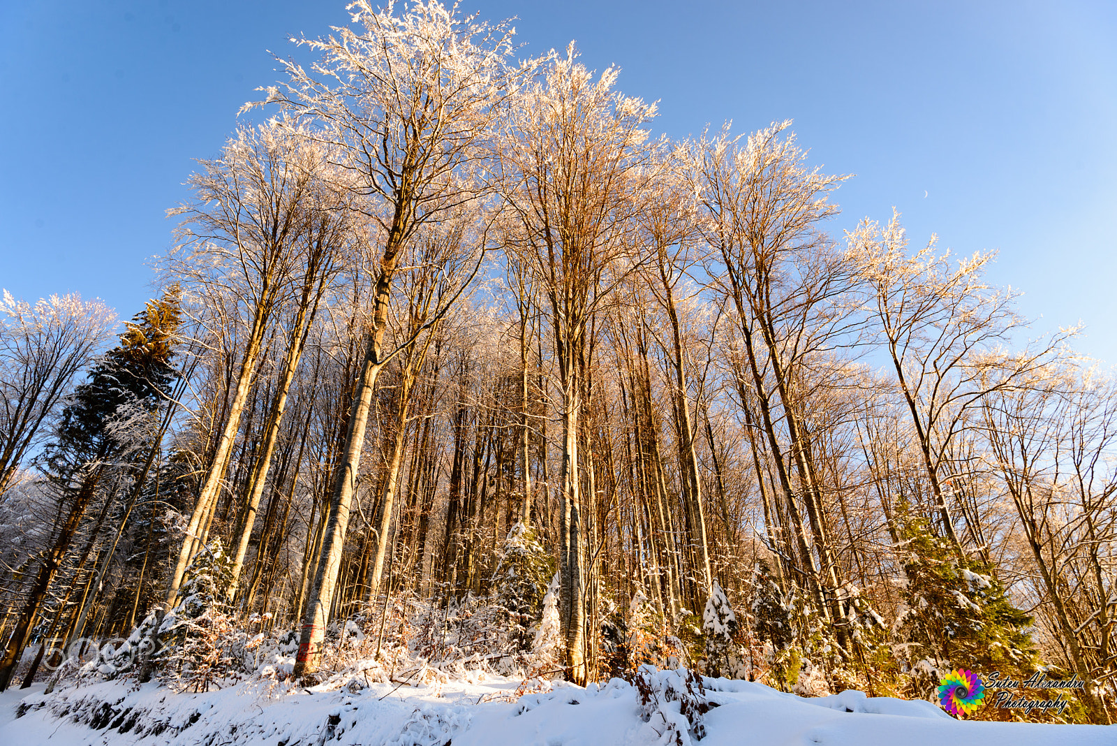 Nikon AF-S Nikkor 24-70mm F2.8E ED VR sample photo. Winter landscape photography