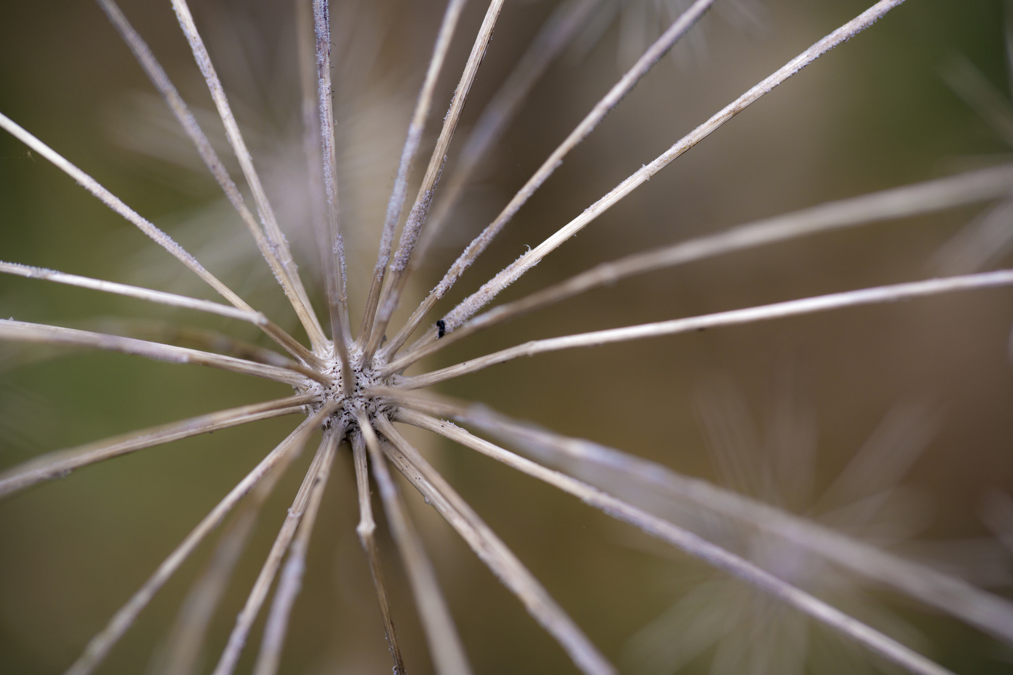 Samsung NX 60mm F2.8 Macro ED OIS SSA sample photo. Yarrow photography