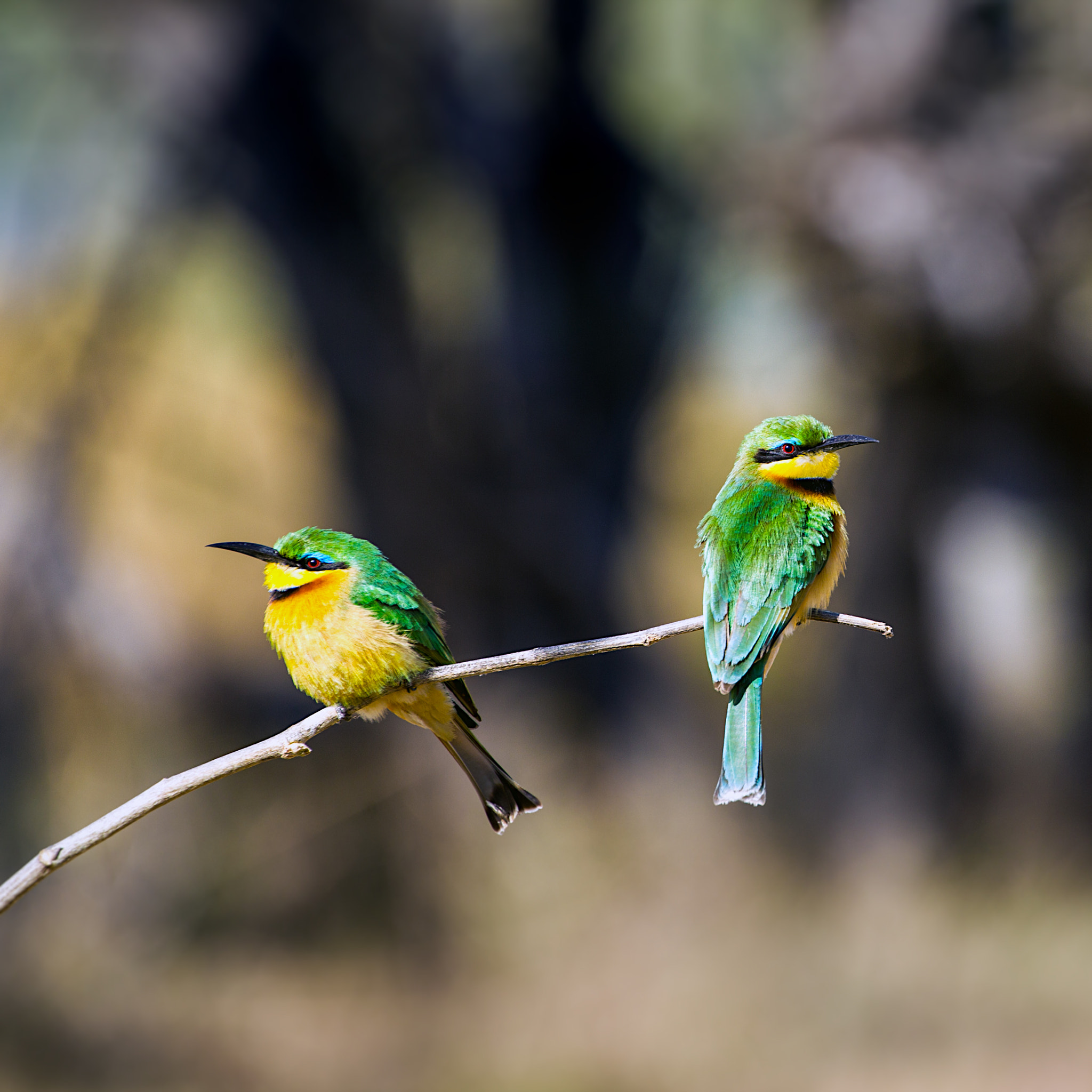Canon EF 70-300mm F4-5.6L IS USM sample photo. Bee eaters photography