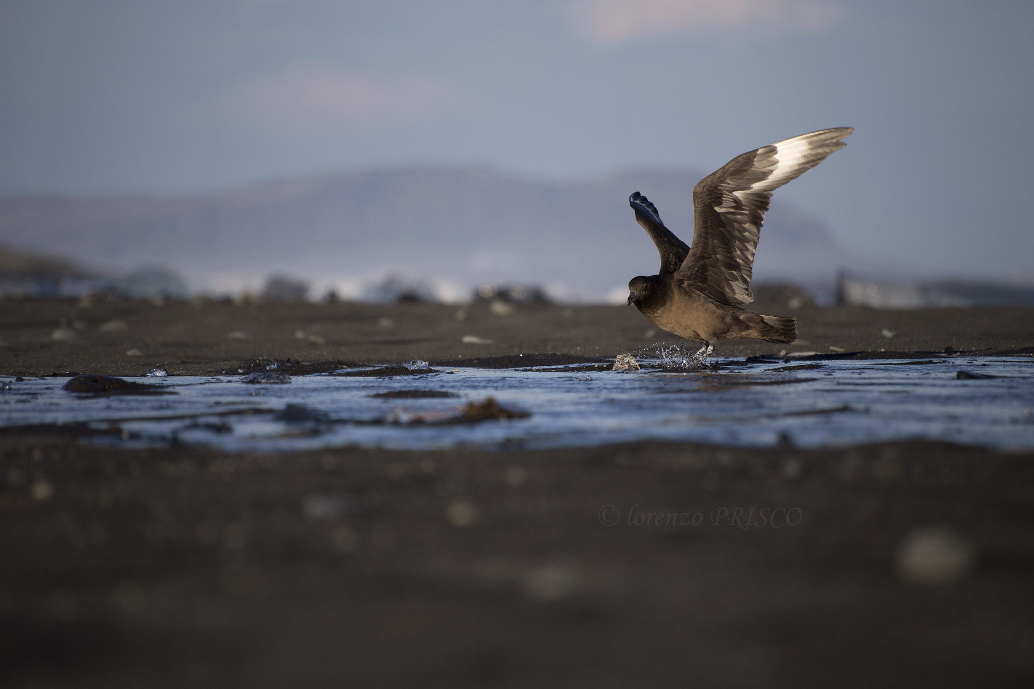 Sigma 70-300mm F4-5.6 APO DG Macro sample photo. Stercorario jokursarlon photography
