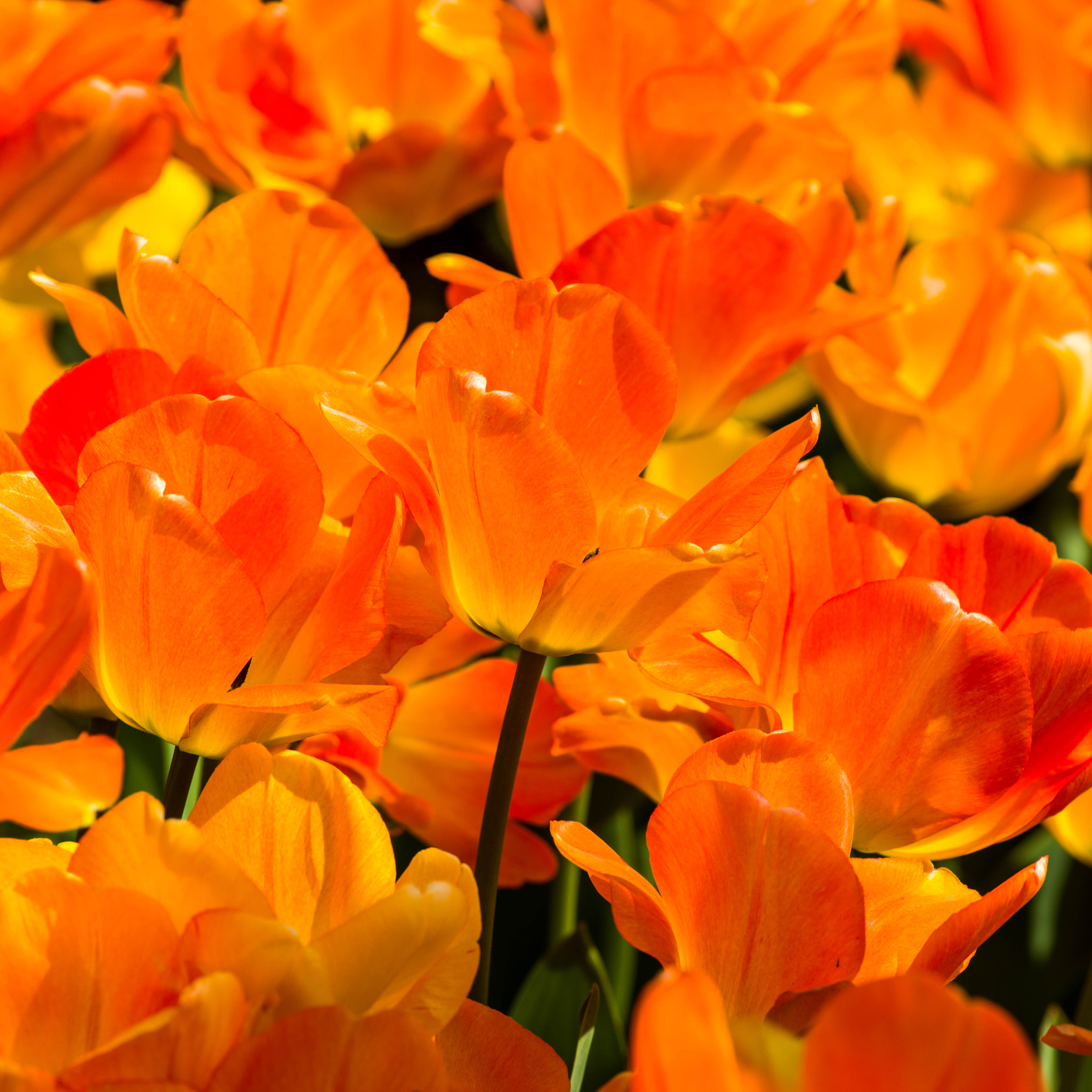 HC 300 sample photo. Tulips photography