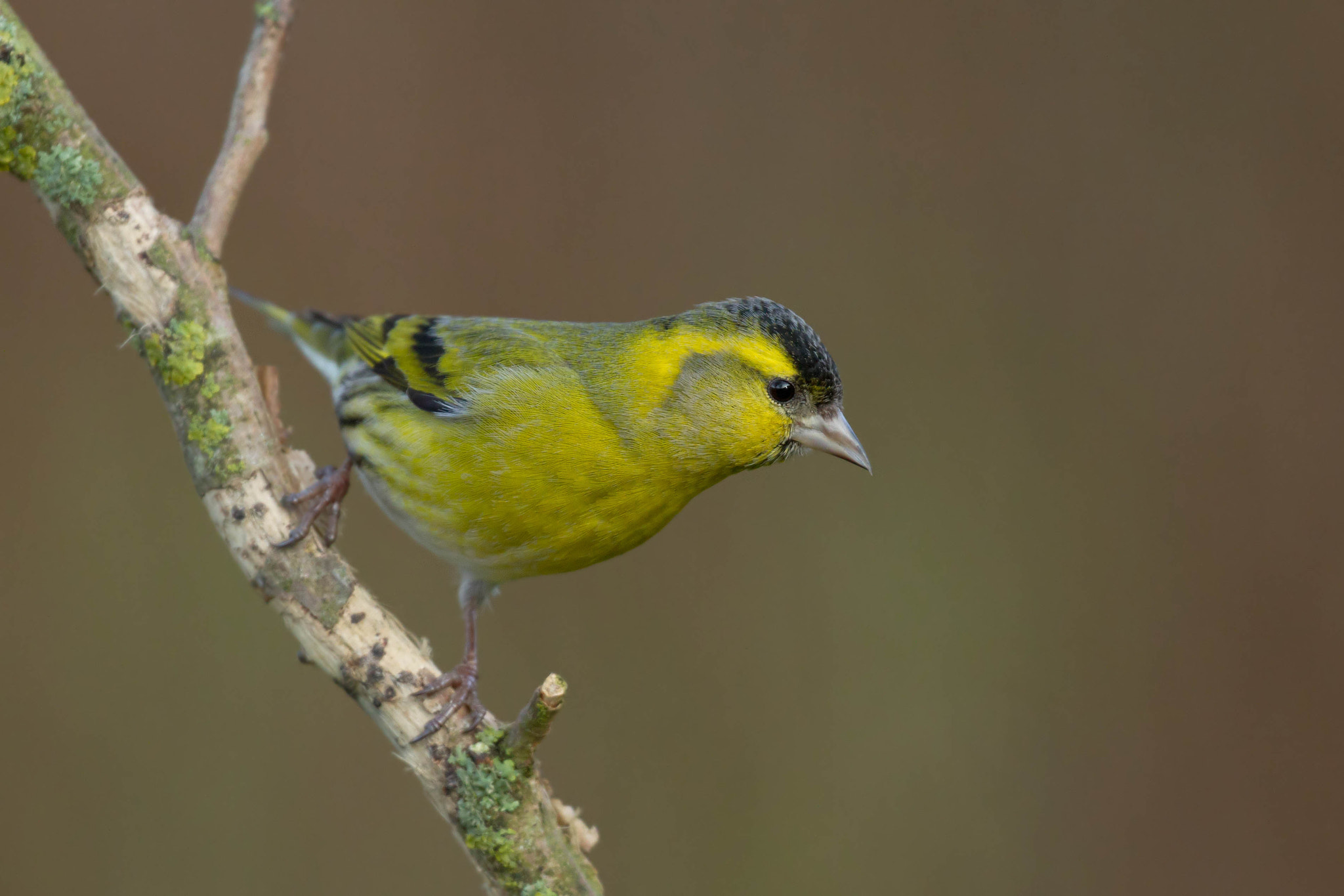 Canon EF 100-400mm F4.5-5.6L IS II USM sample photo. Mr. siskin photography