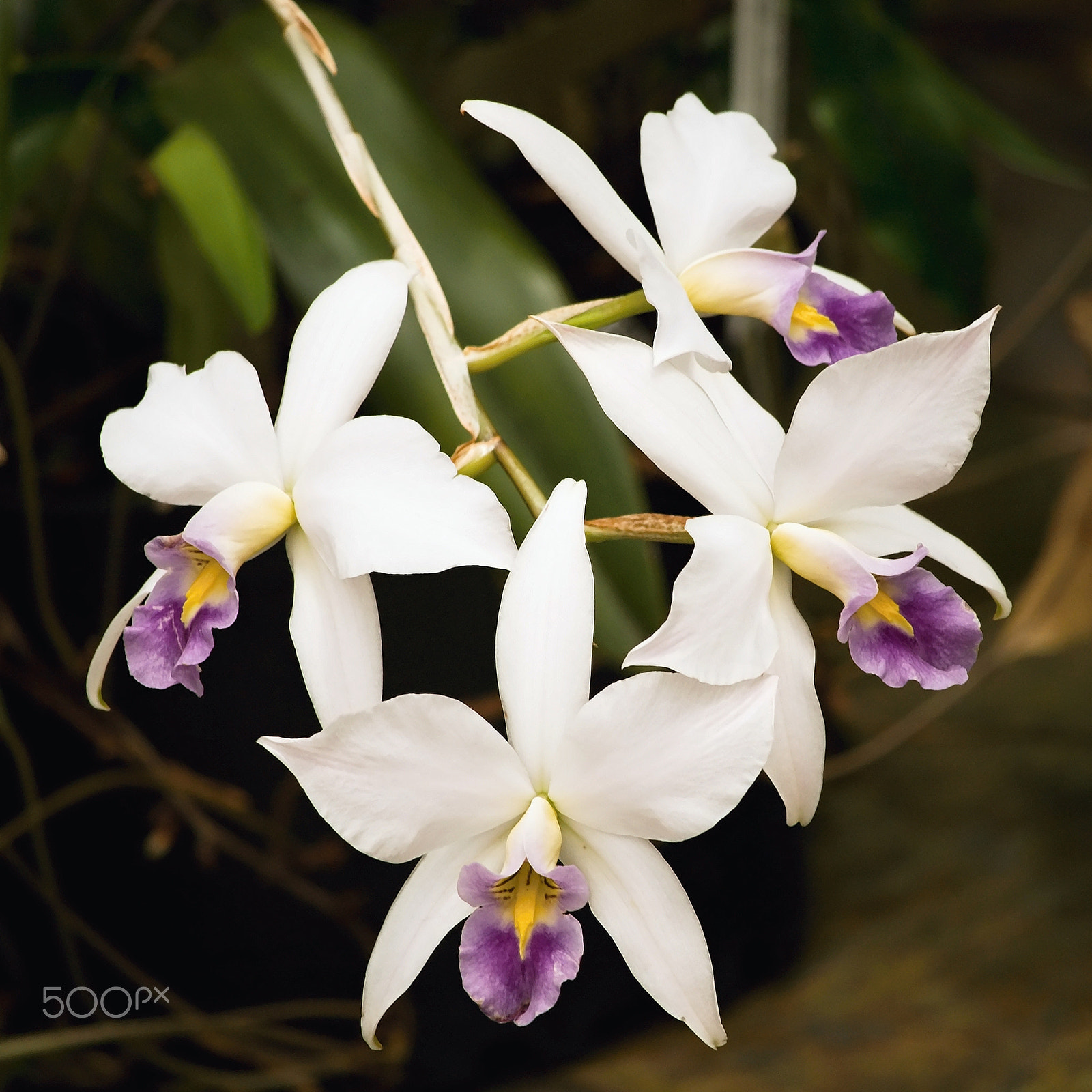 Canon EF-S 55-250mm F4-5.6 IS STM sample photo. Orchid 4 photography