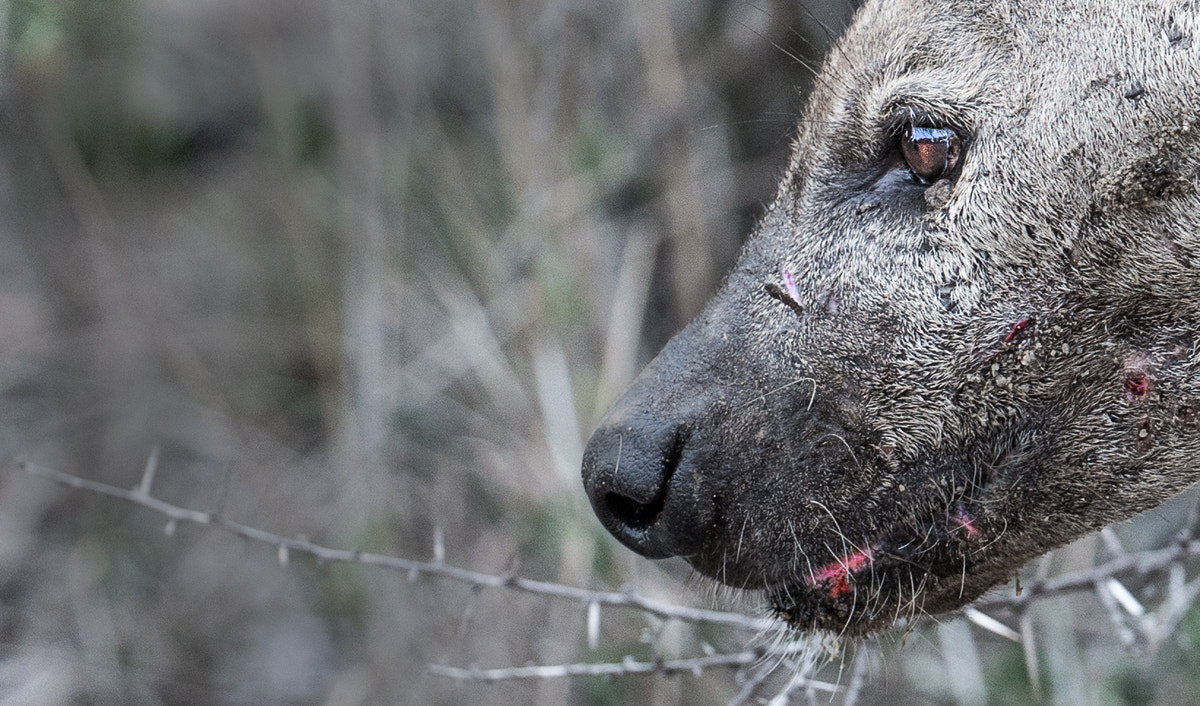 Canon EF 200-400mm F4L IS USM Extender 1.4x sample photo. Spotted hyena photography