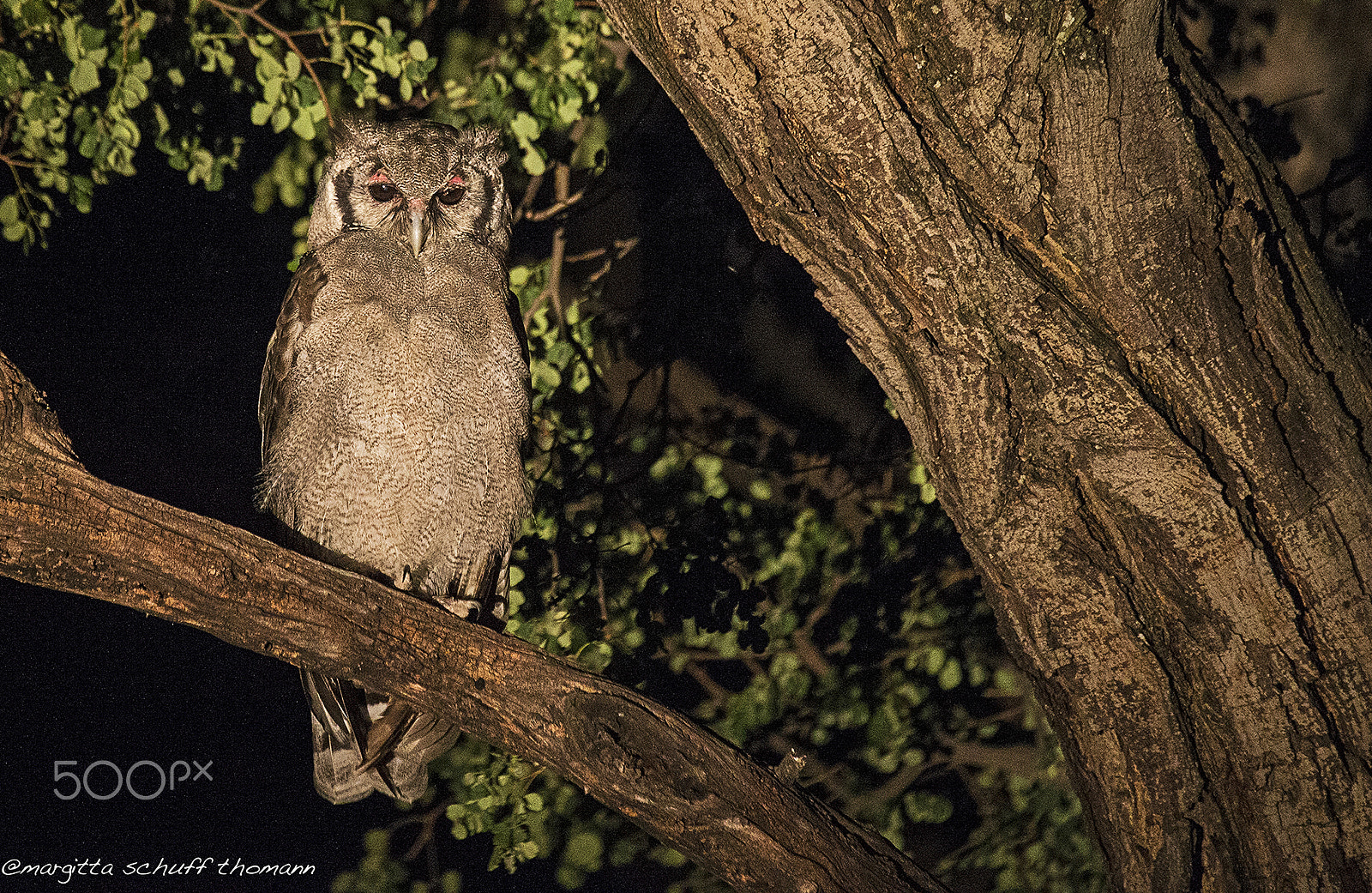Canon EF 100-400mm F4.5-5.6L IS USM sample photo. Nocturnal meeting... photography