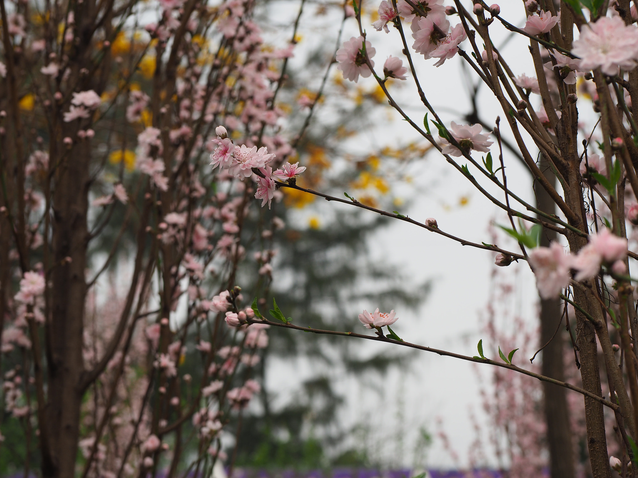 Olympus OM-D E-M5 II + Panasonic Leica DG Nocticron 42.5mm F1.2 ASPH OIS sample photo. Cherry blossom photography