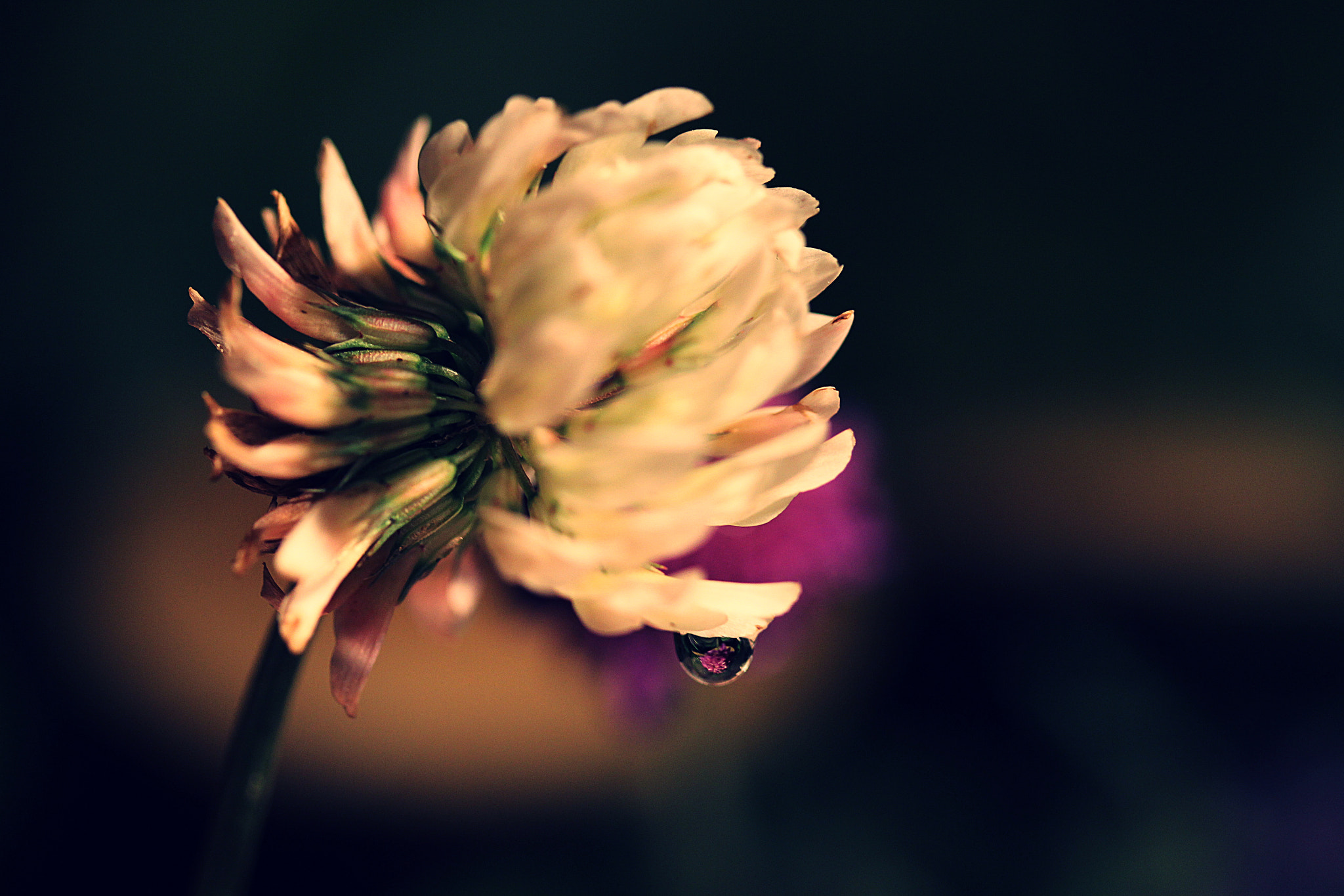 Canon EF-S 60mm F2.8 Macro USM sample photo. Piccola sfera di luce photography