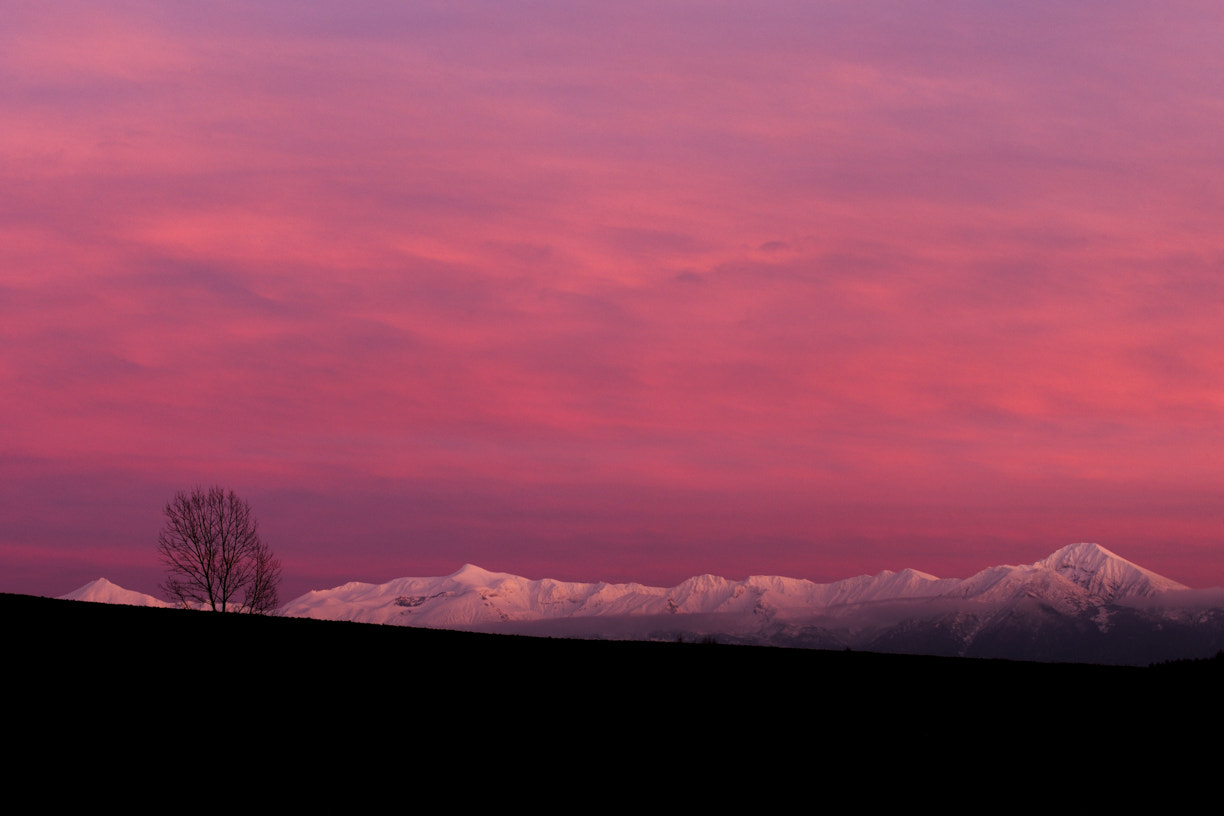 Nikon D3X sample photo. Sunset and tree photography