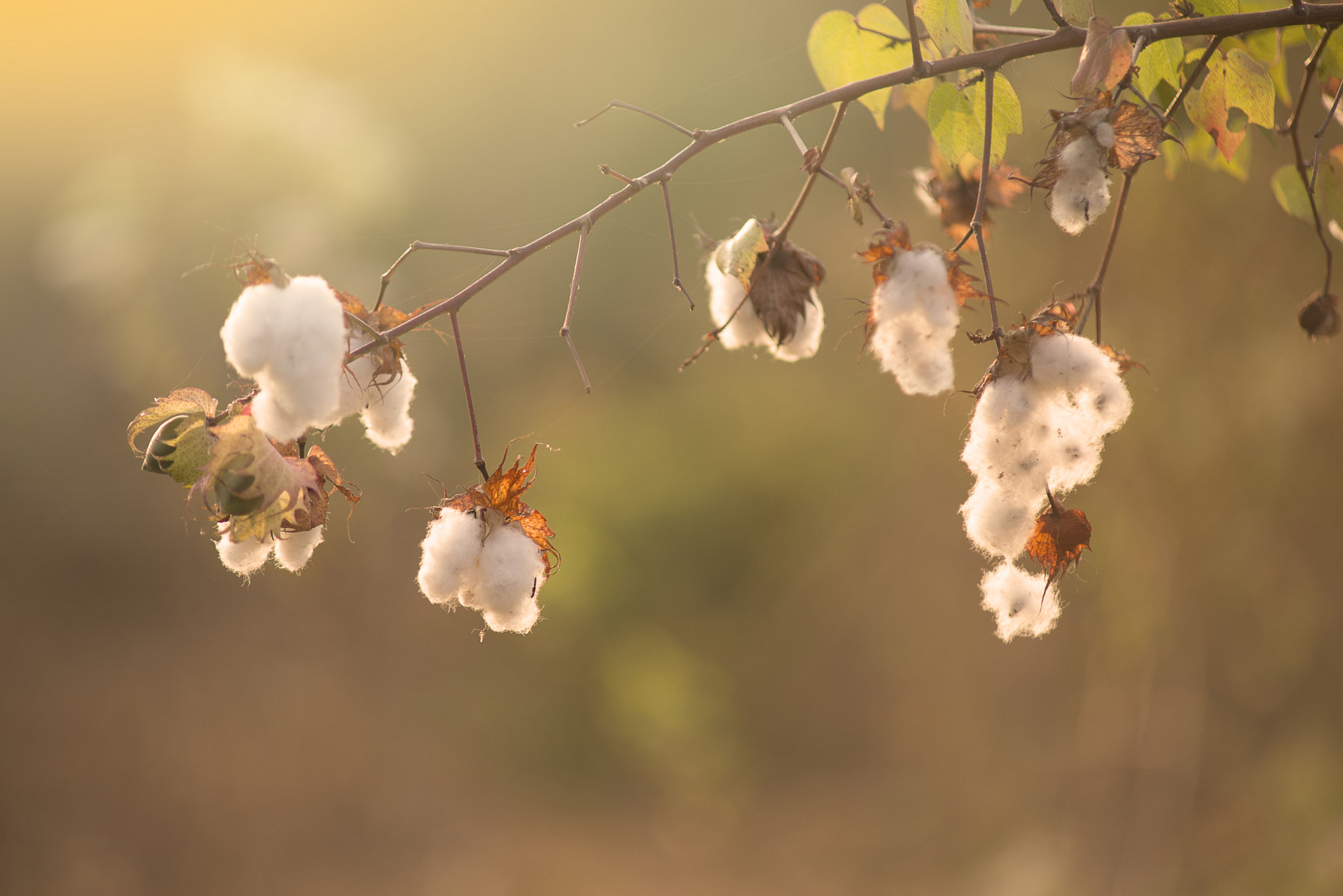 Nikon D610 + AF Zoom-Nikkor 70-210mm f/4 sample photo. Noname photography